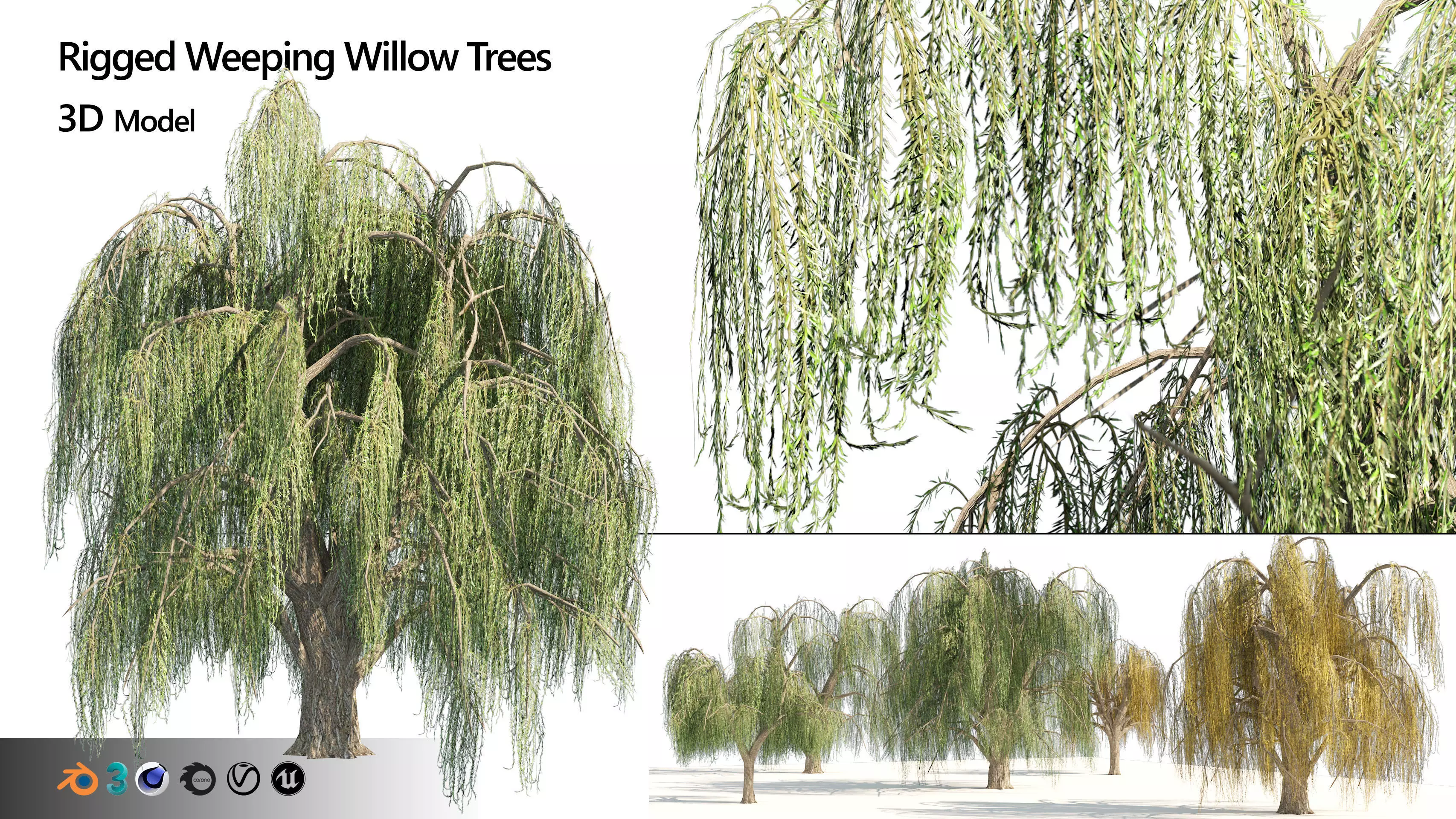 Summer and fall weeping willow trees Low-poly 3D model_0