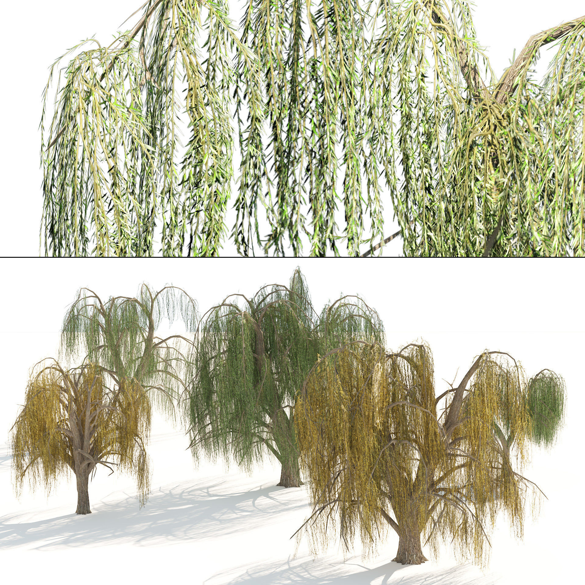 Summer and fall weeping willow trees Low-poly 3D model_7