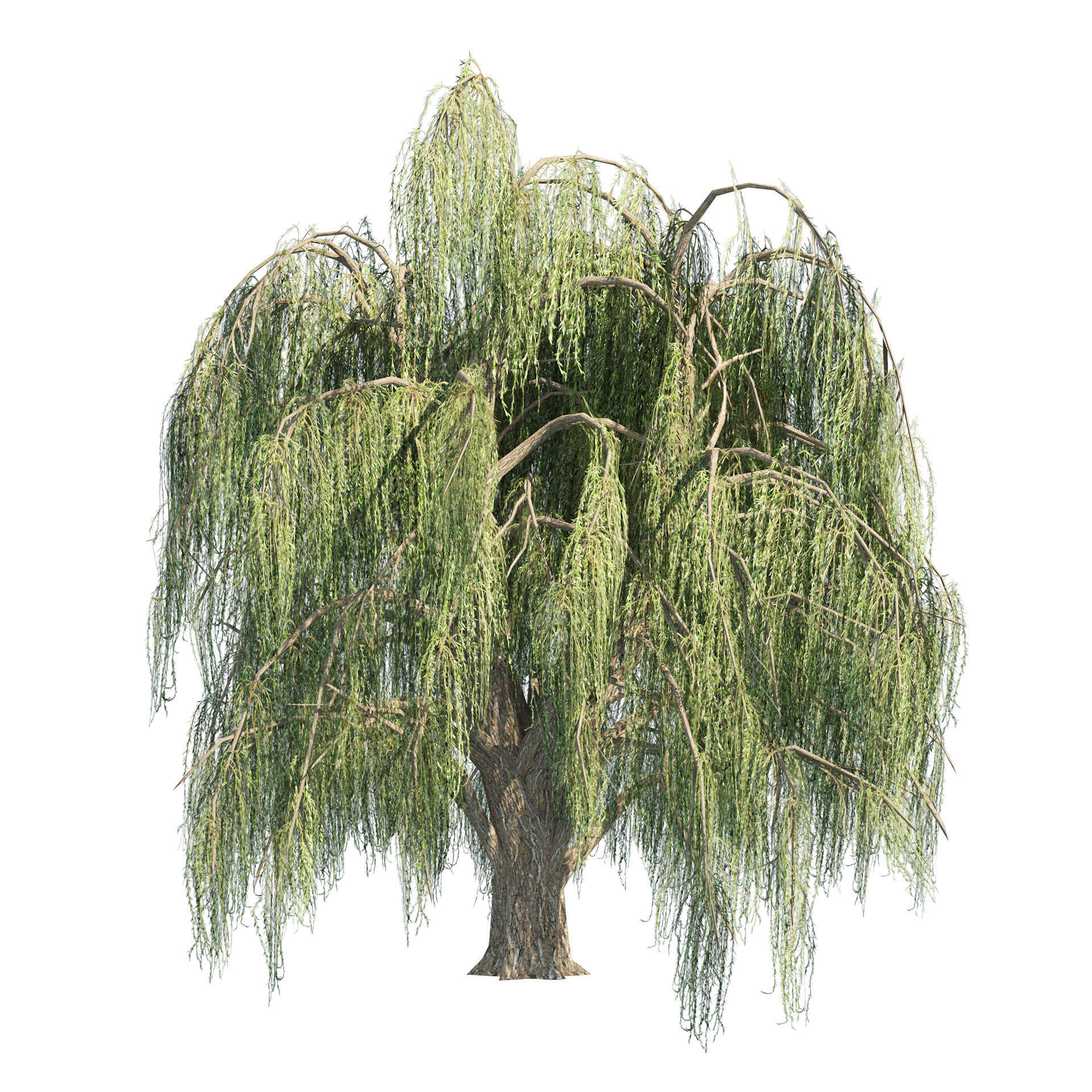 Summer and fall weeping willow trees Low-poly 3D model_2