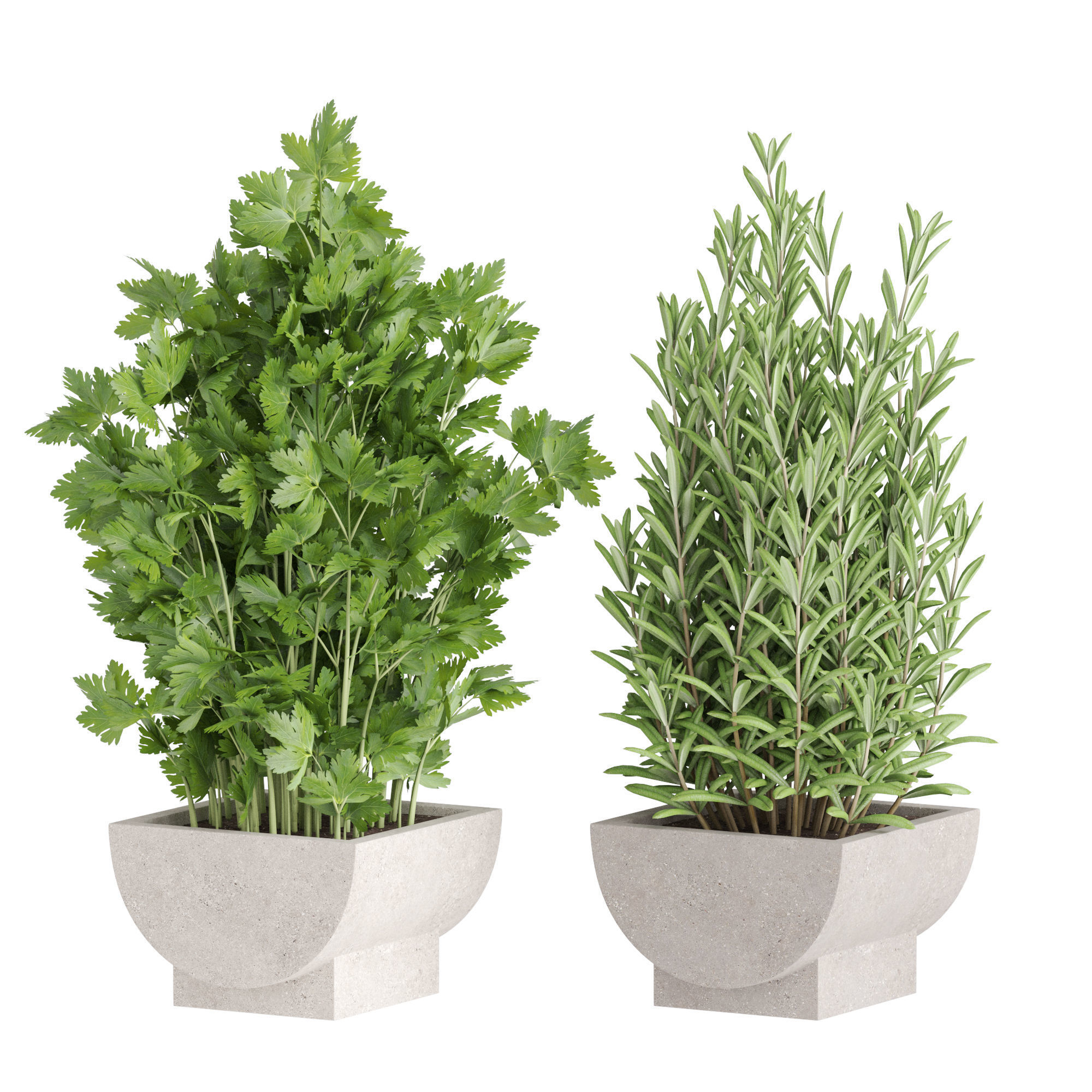 Plants collection 944 3D model_2