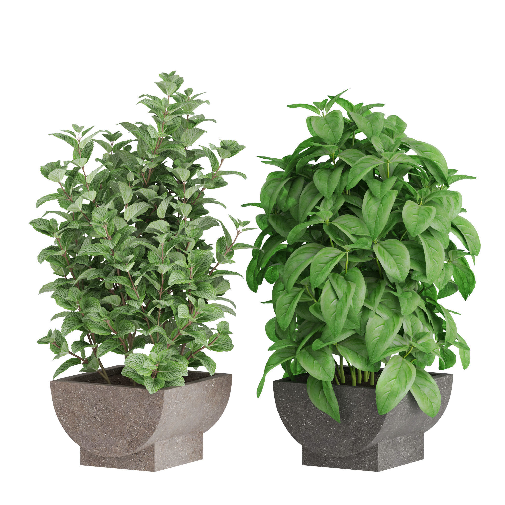 Plants collection 944 3D model_3