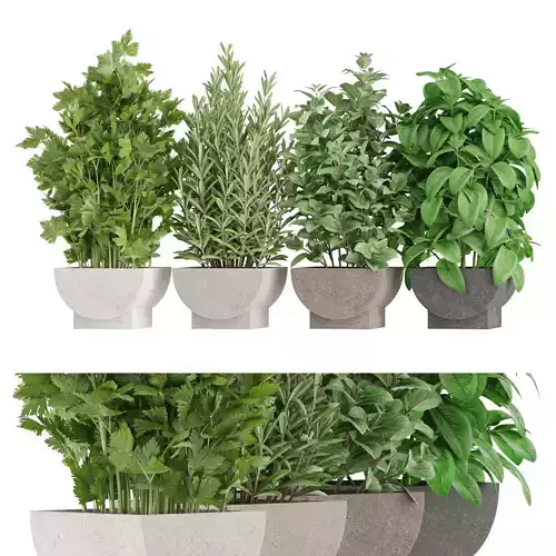 Plants collection 944 3D model