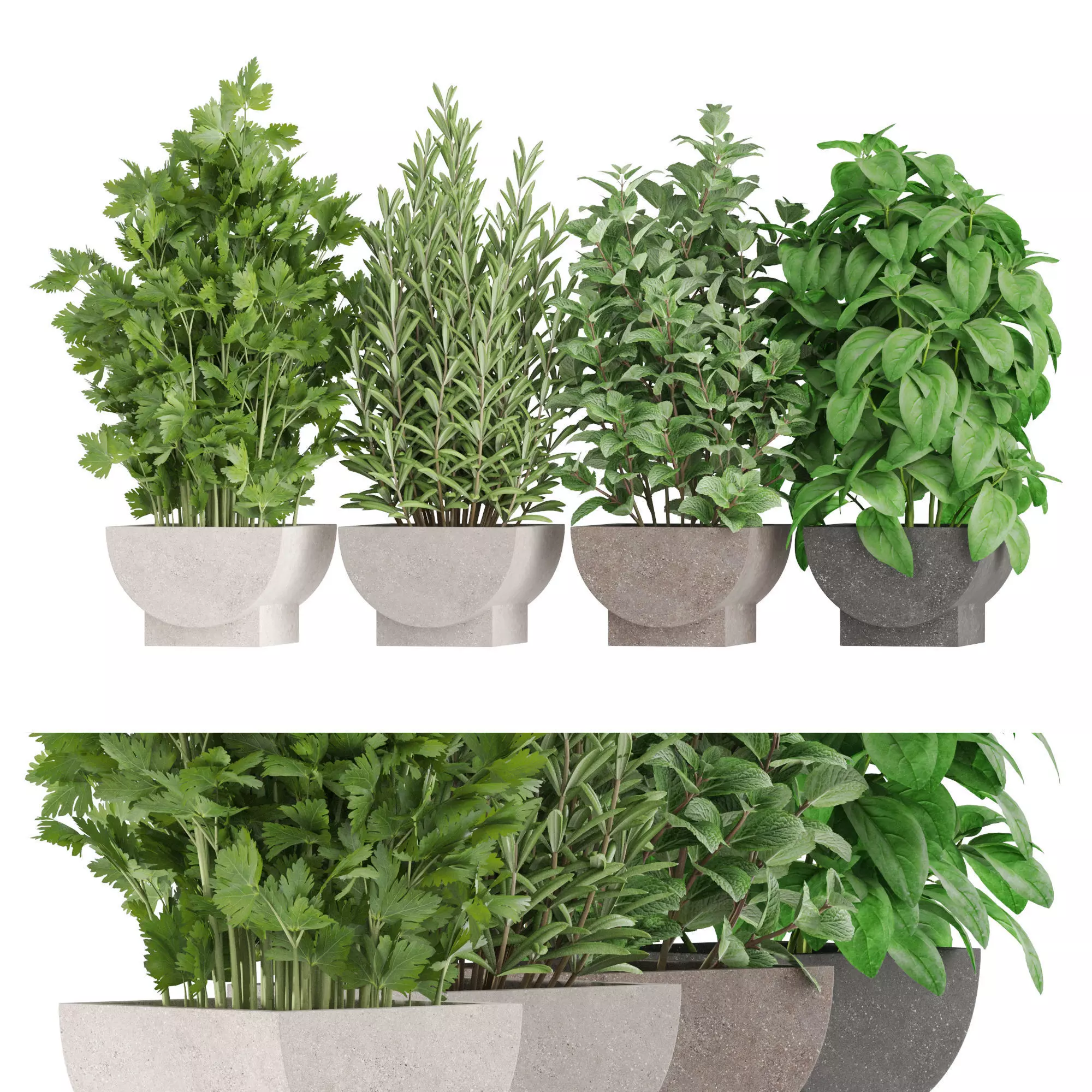 Plants collection 944 3D model_0