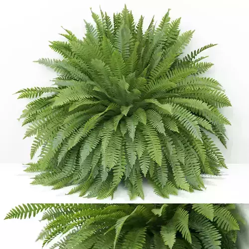 Plants collection 946 3D model