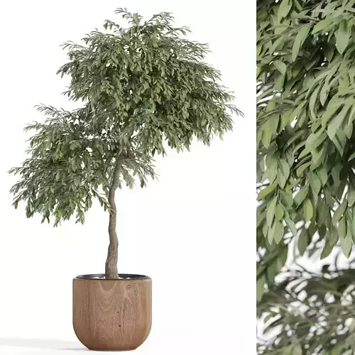 Plants collection 947 3D model