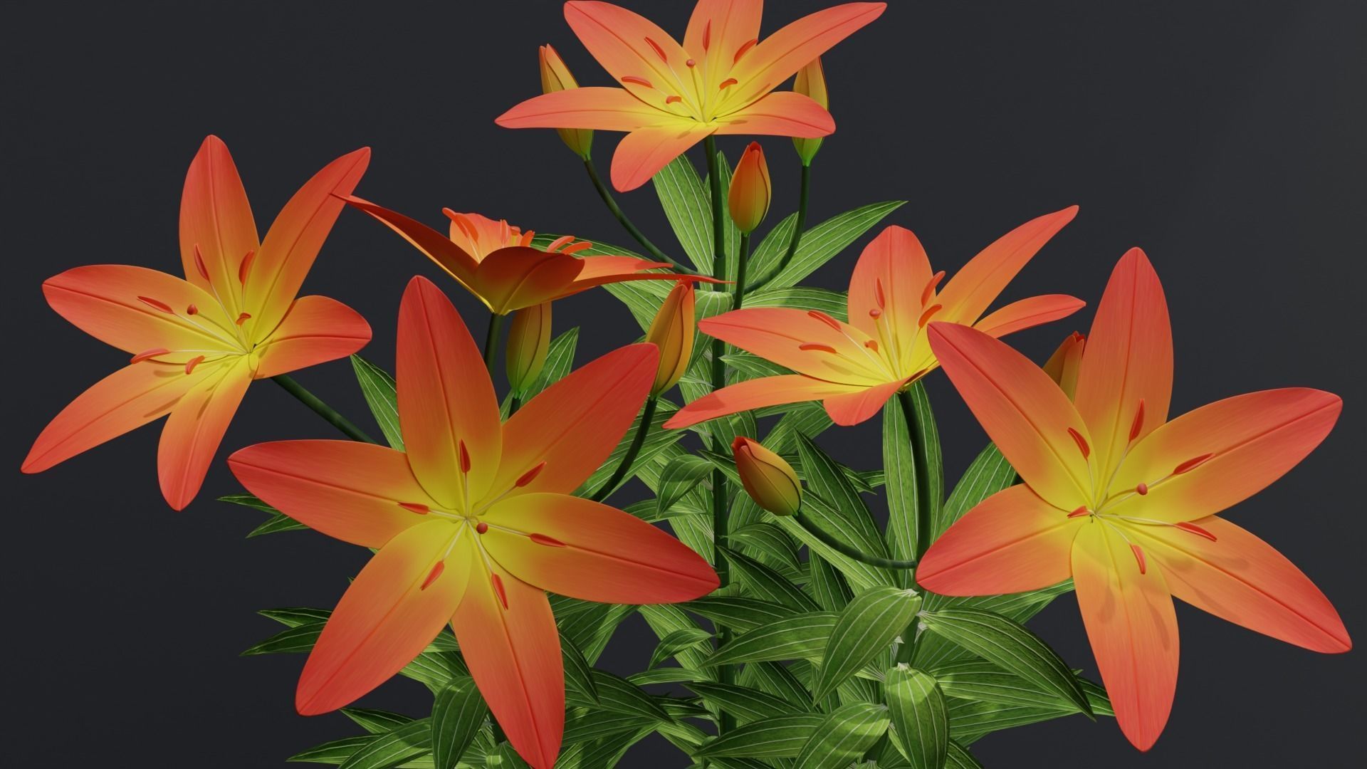 Lilium Lily Plant Low-poly 3D model_3