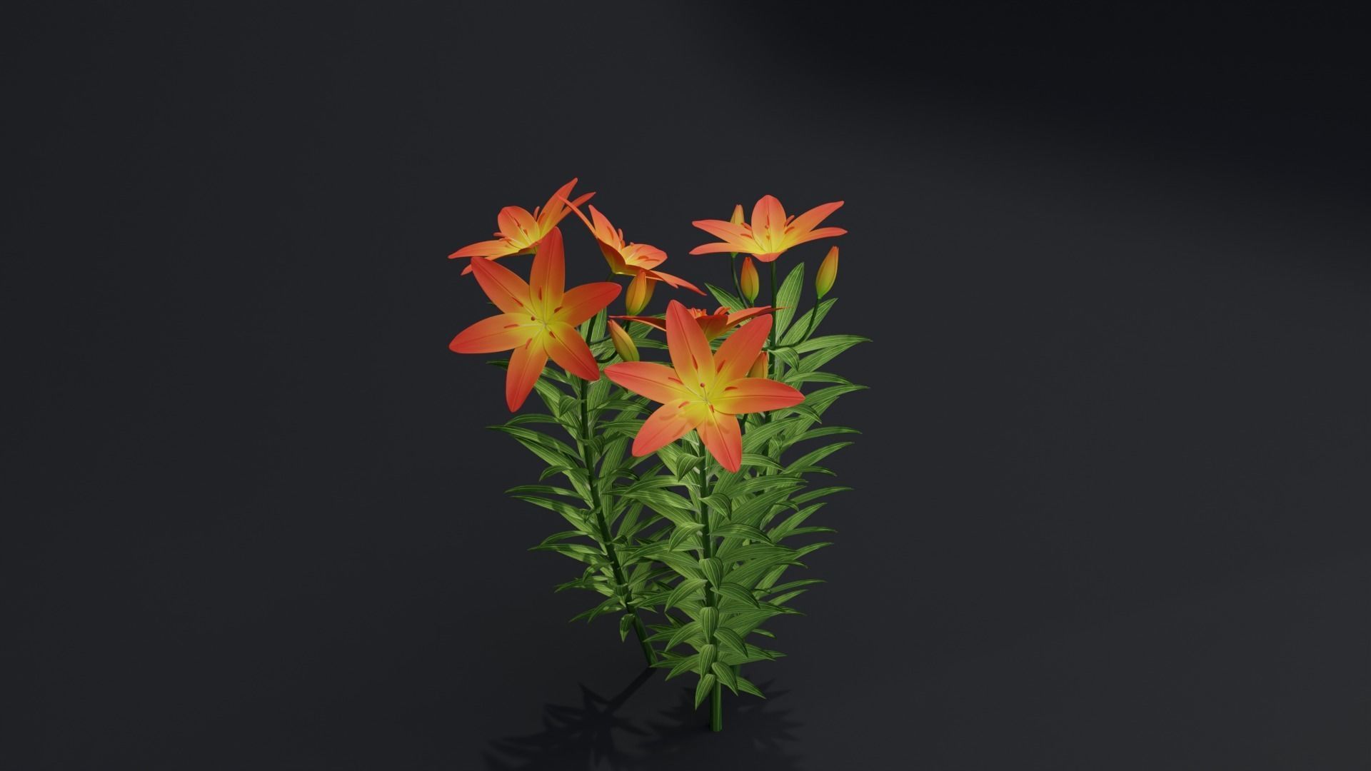 Lilium Lily Plant Low-poly 3D model_2