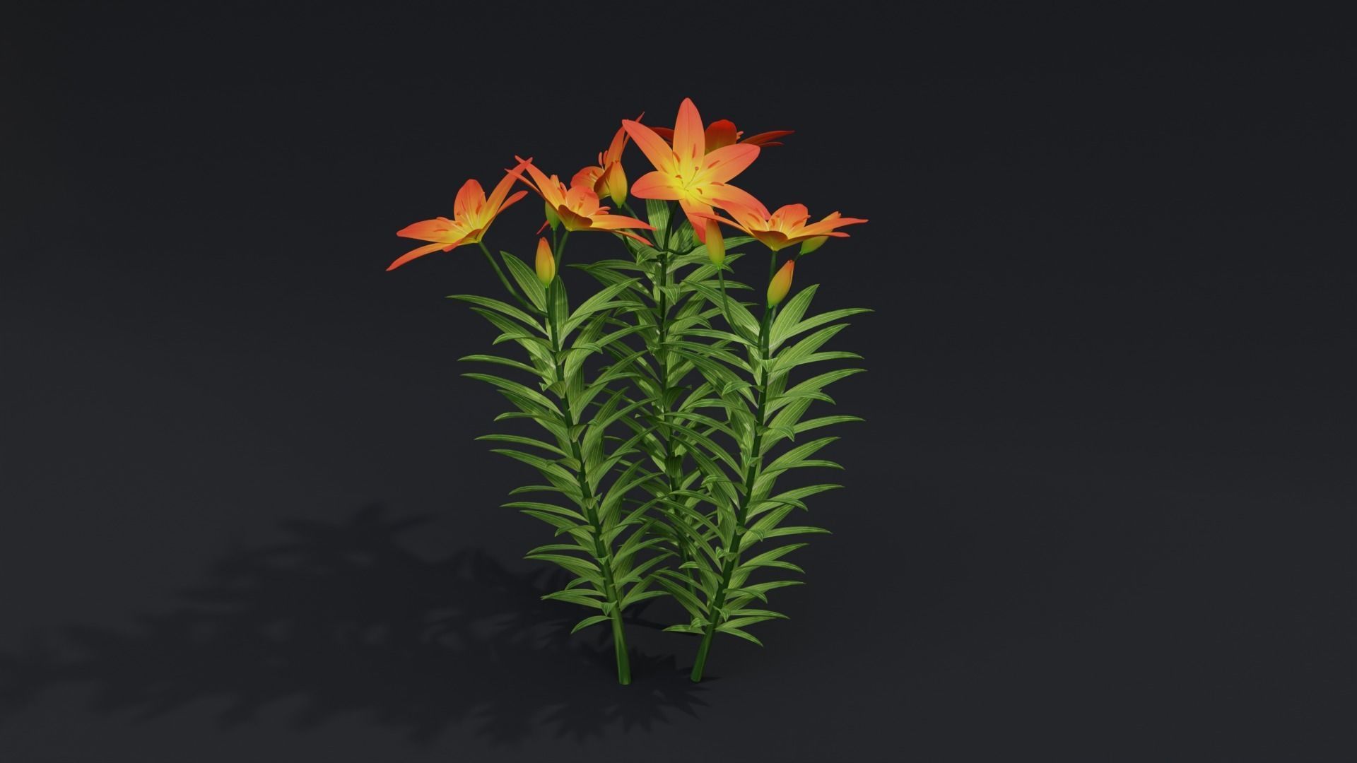 Lilium Lily Plant Low-poly 3D model_1