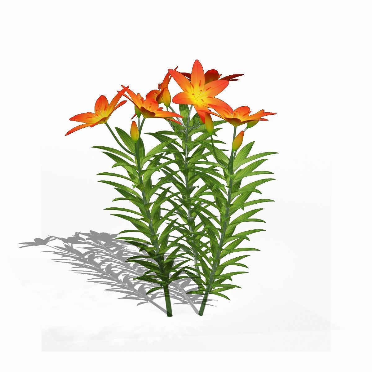 Lilium Lily Plant Low-poly 3D model_8