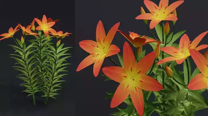 Lilium Lily Plant Low-poly 3D model
