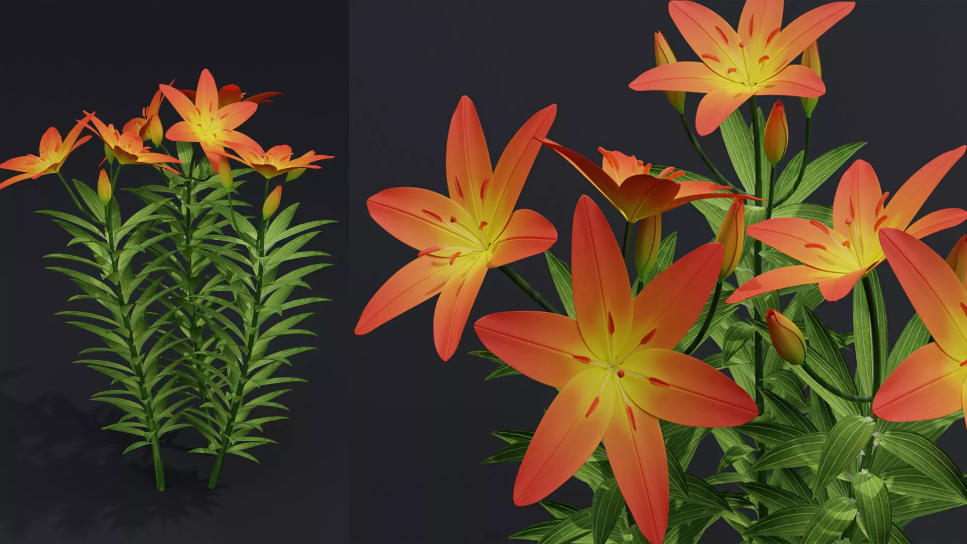 Lilium Lily Plant Low-poly 3D model_0