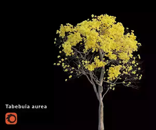 Tree - Plant - Tabebuia aurea - Plantae -  Bignoniaceae 3D model