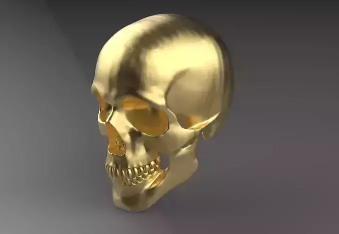 Skeleton Skull 3D model