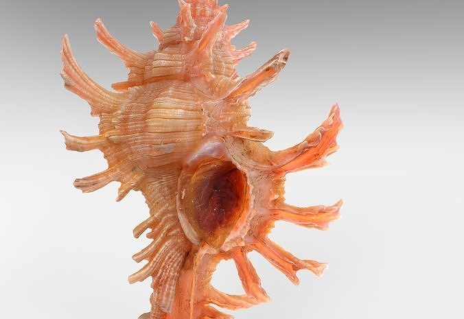 Chicoreus aculeatus Sea Shell