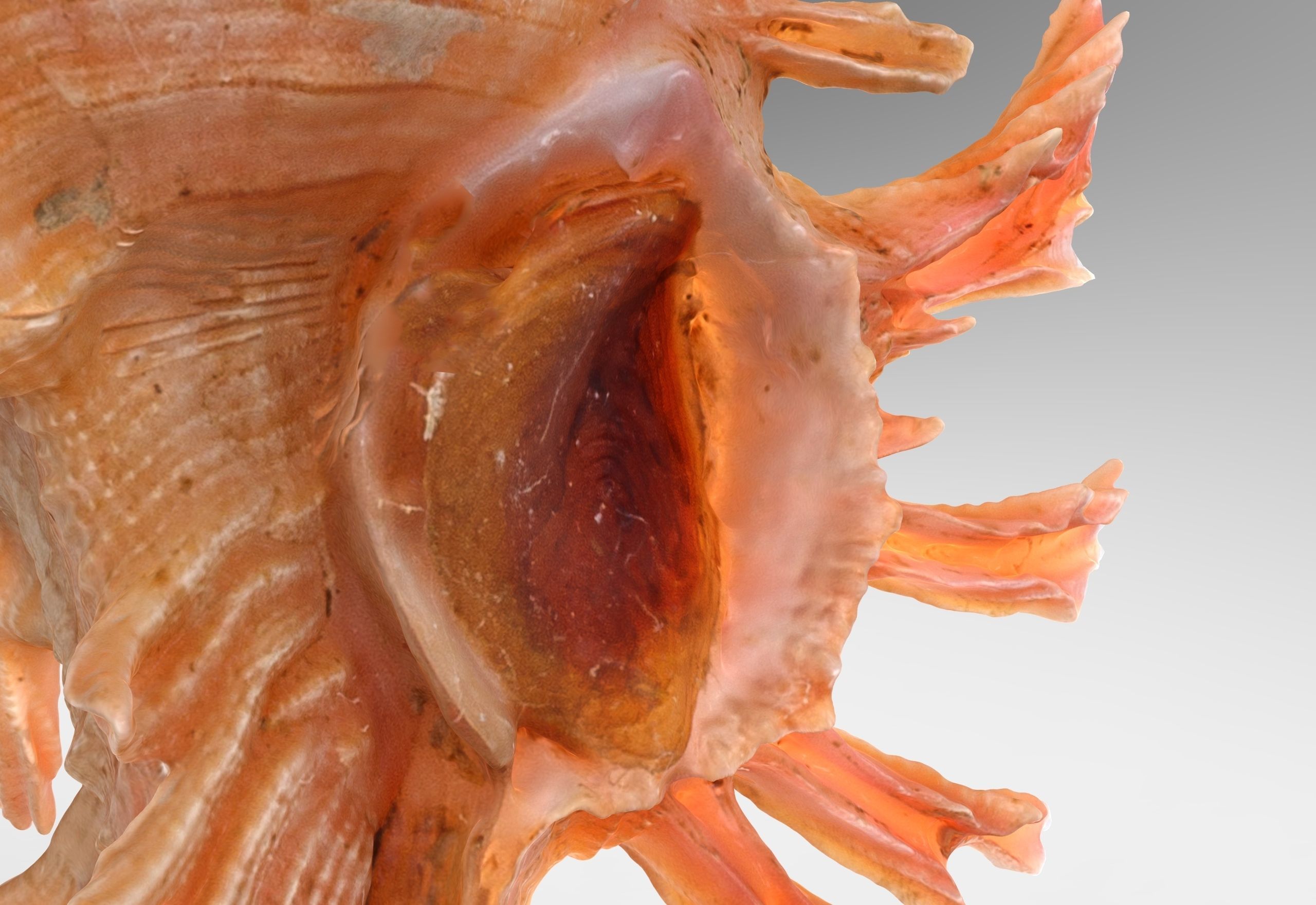 Chicoreus aculeatus Sea Shell Low-poly 3D model_4