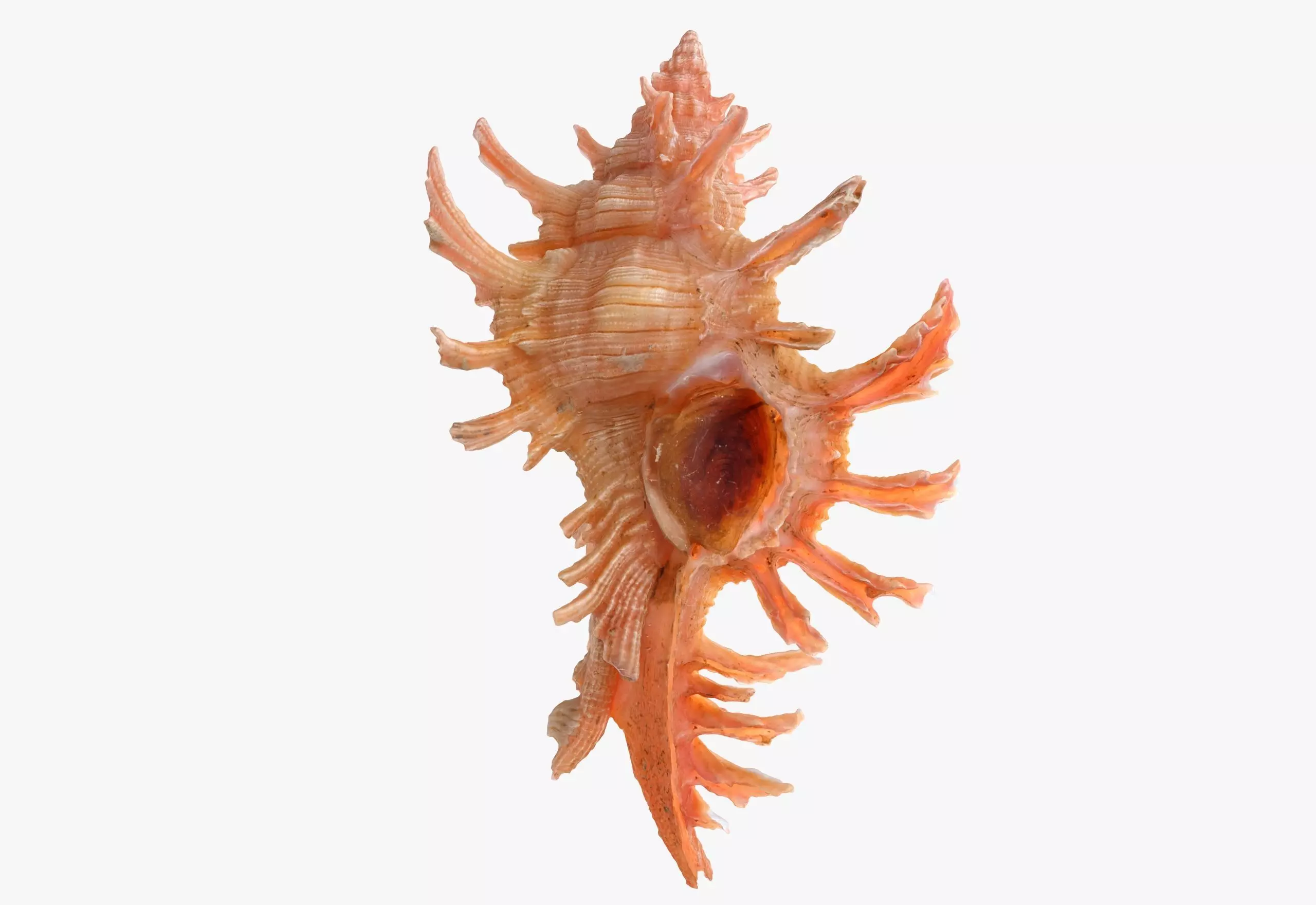 Chicoreus aculeatus Sea Shell Low-poly 3D model_0