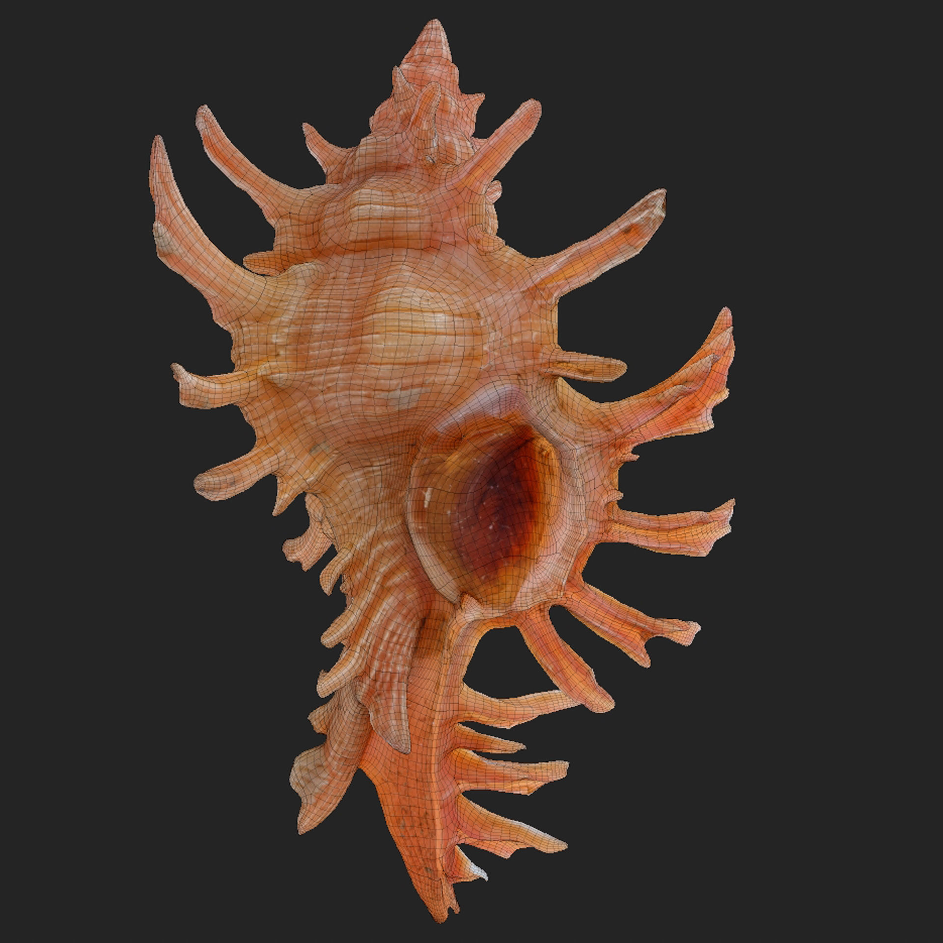 Chicoreus aculeatus Sea Shell Low-poly 3D model_6
