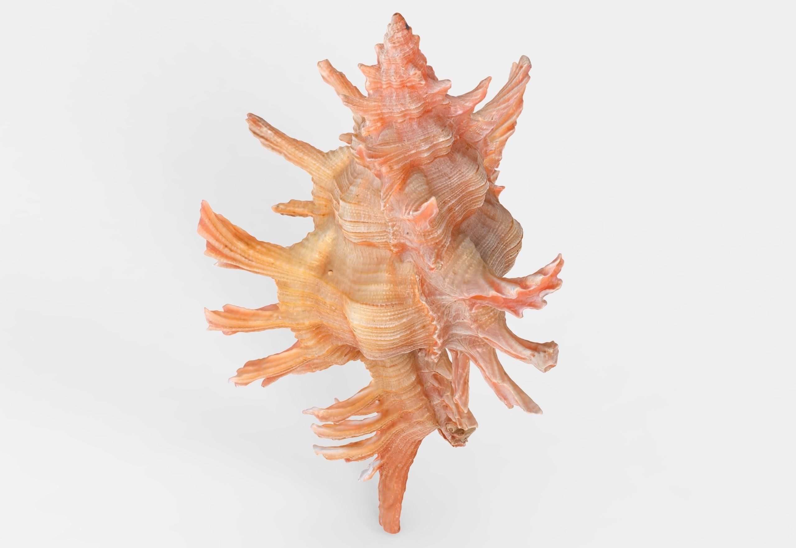 Chicoreus aculeatus Sea Shell Low-poly 3D model_5