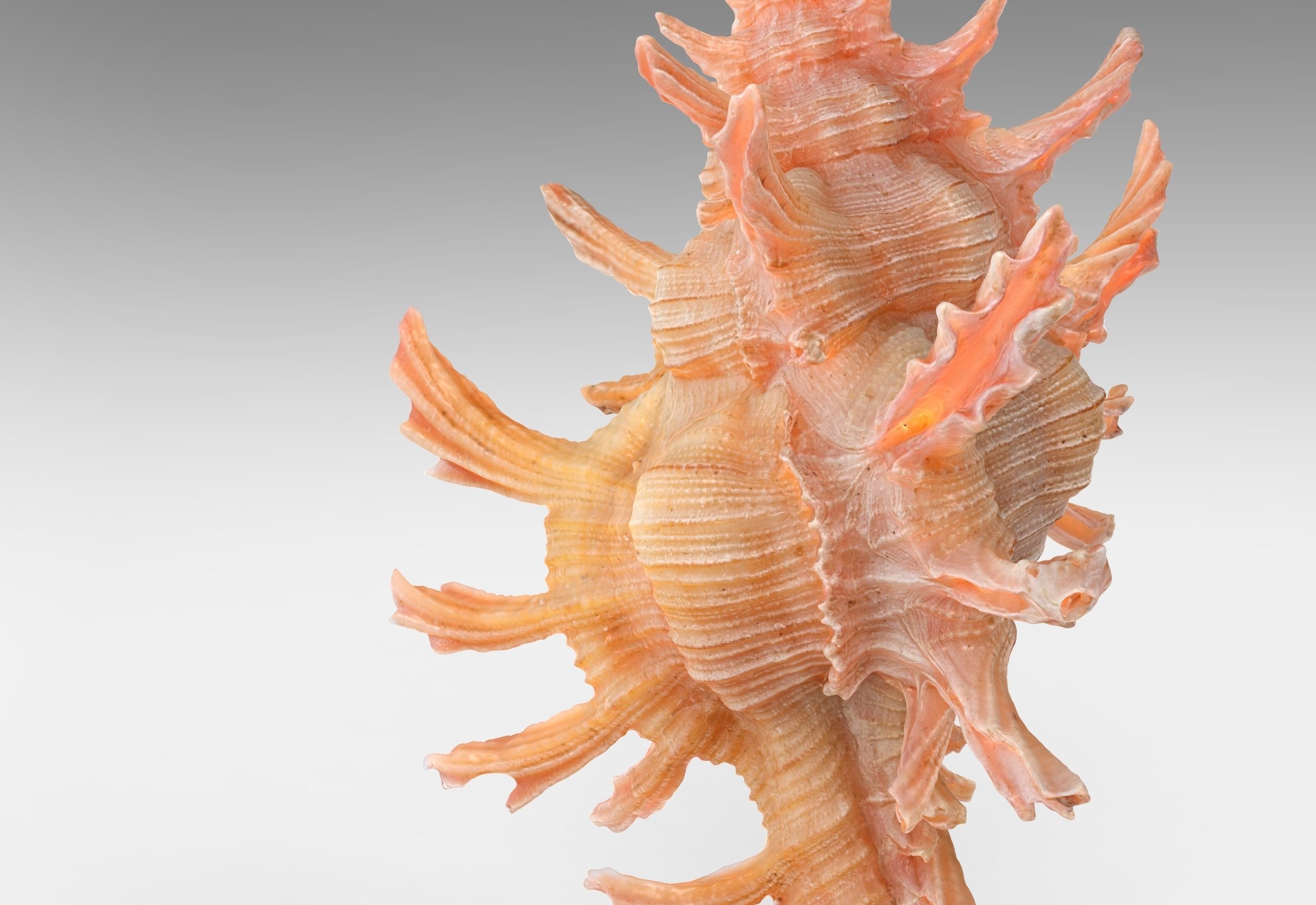 Chicoreus aculeatus Sea Shell Low-poly 3D model_3