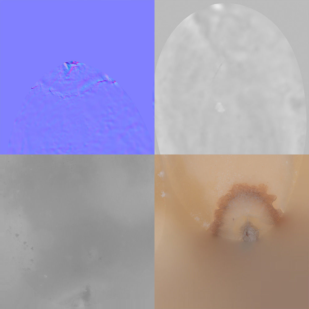 Pine Seed 3D model_8