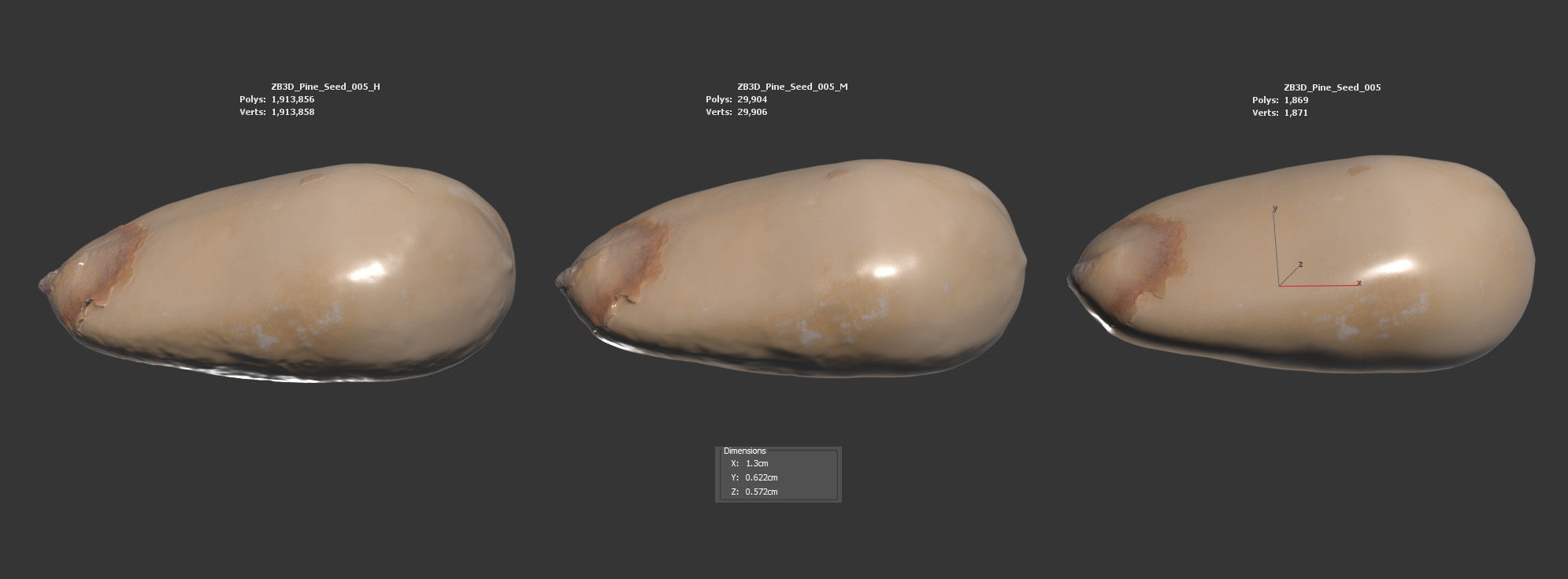 Pine Seed 3D model_5