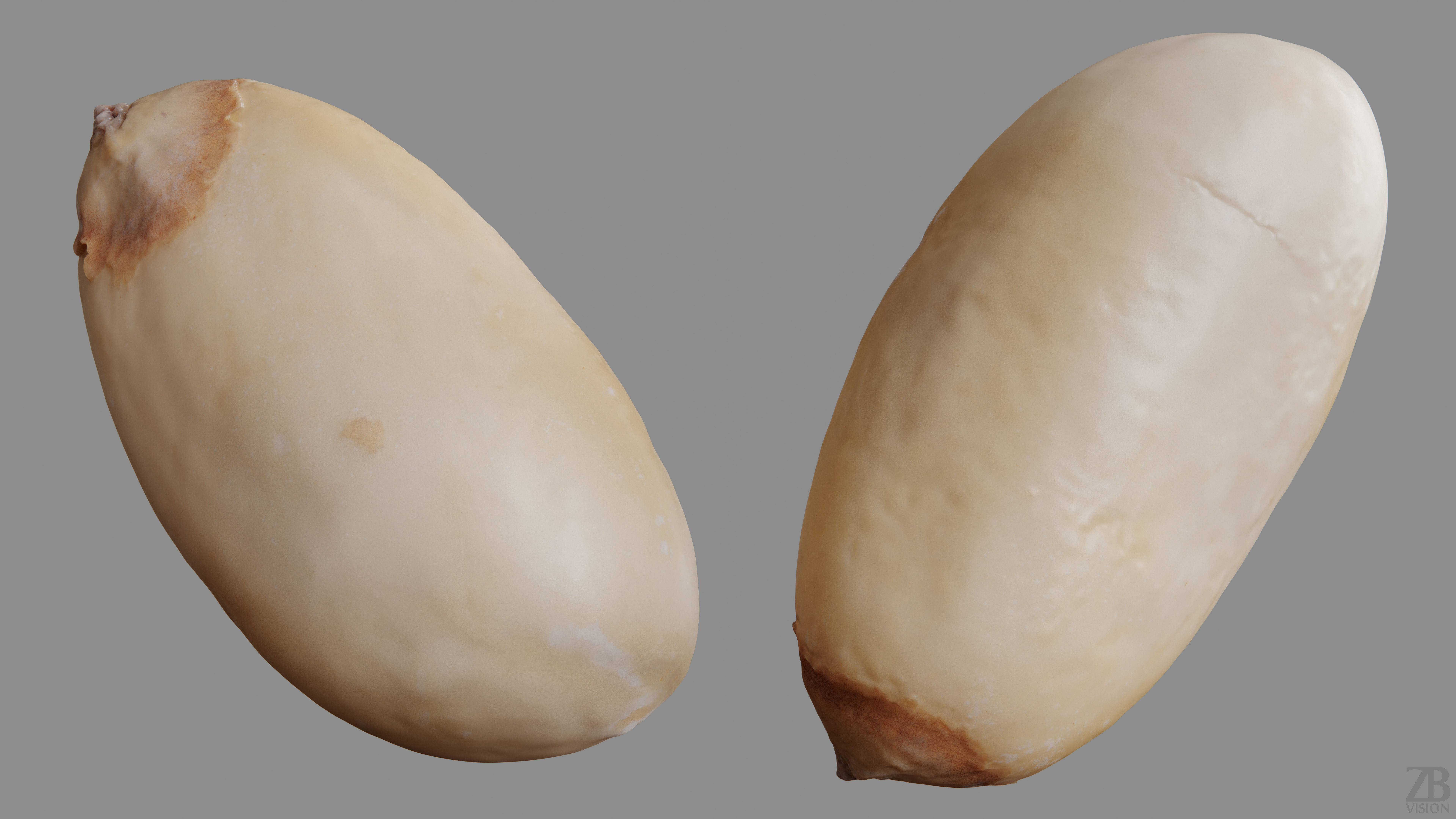 Pine Seed 3D model_9