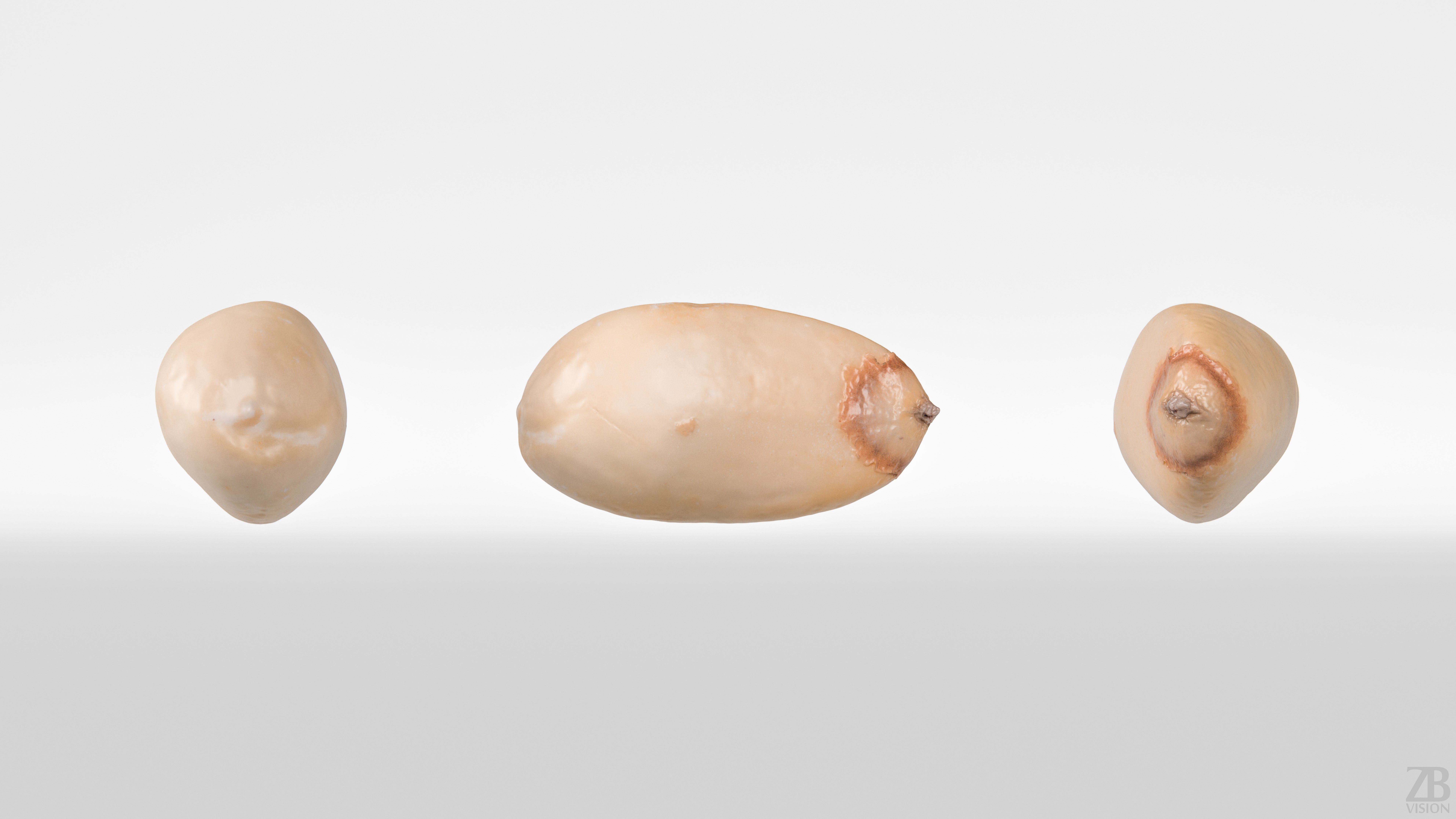 Pine Seed 3D model_4