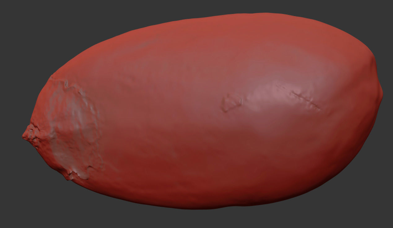 Pine Seed 3D model_7