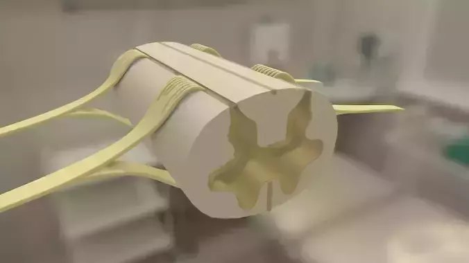 Spinal Cord Segment 3D model