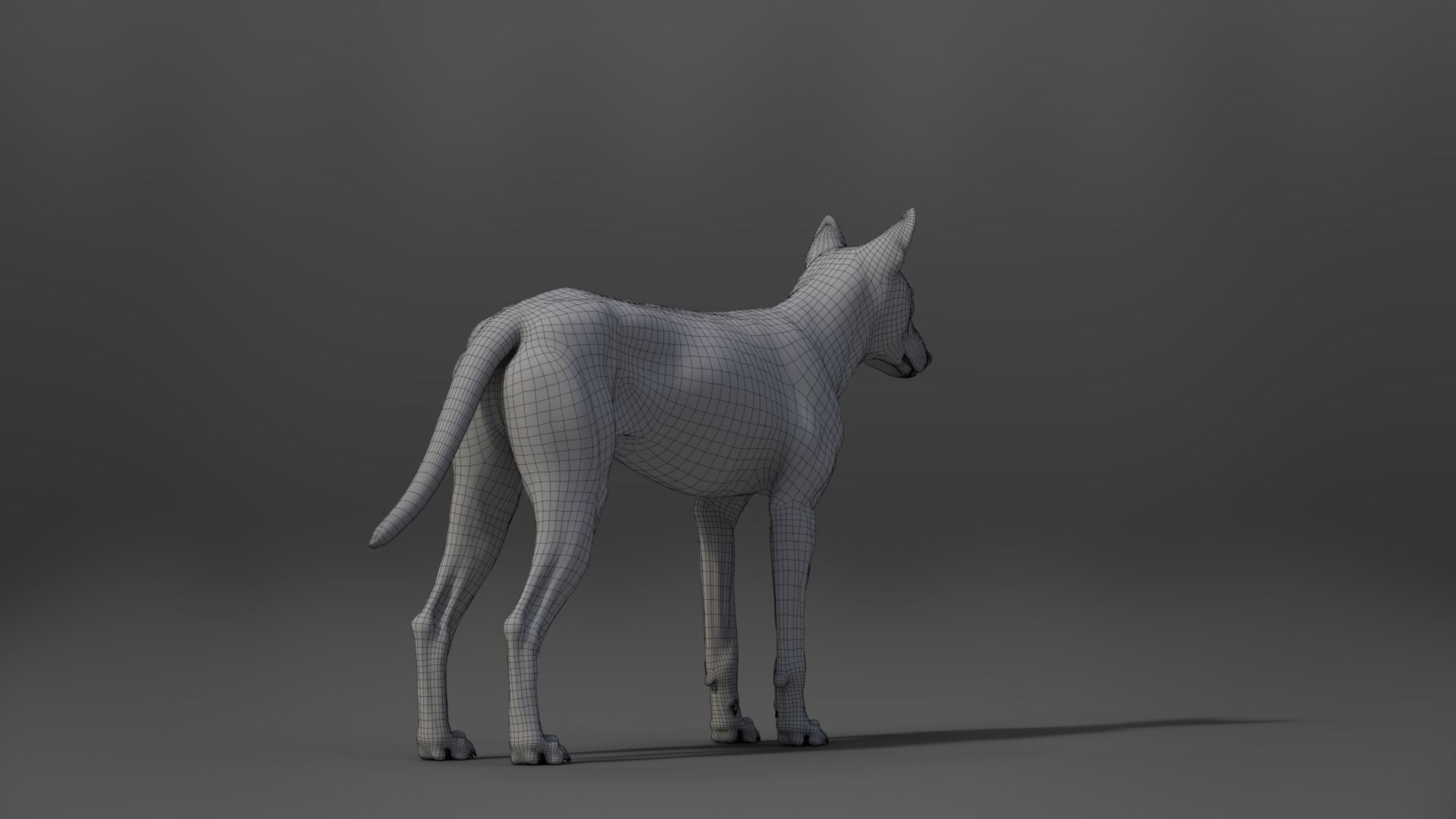 Wolf Animation VFX Grace 3D model_30