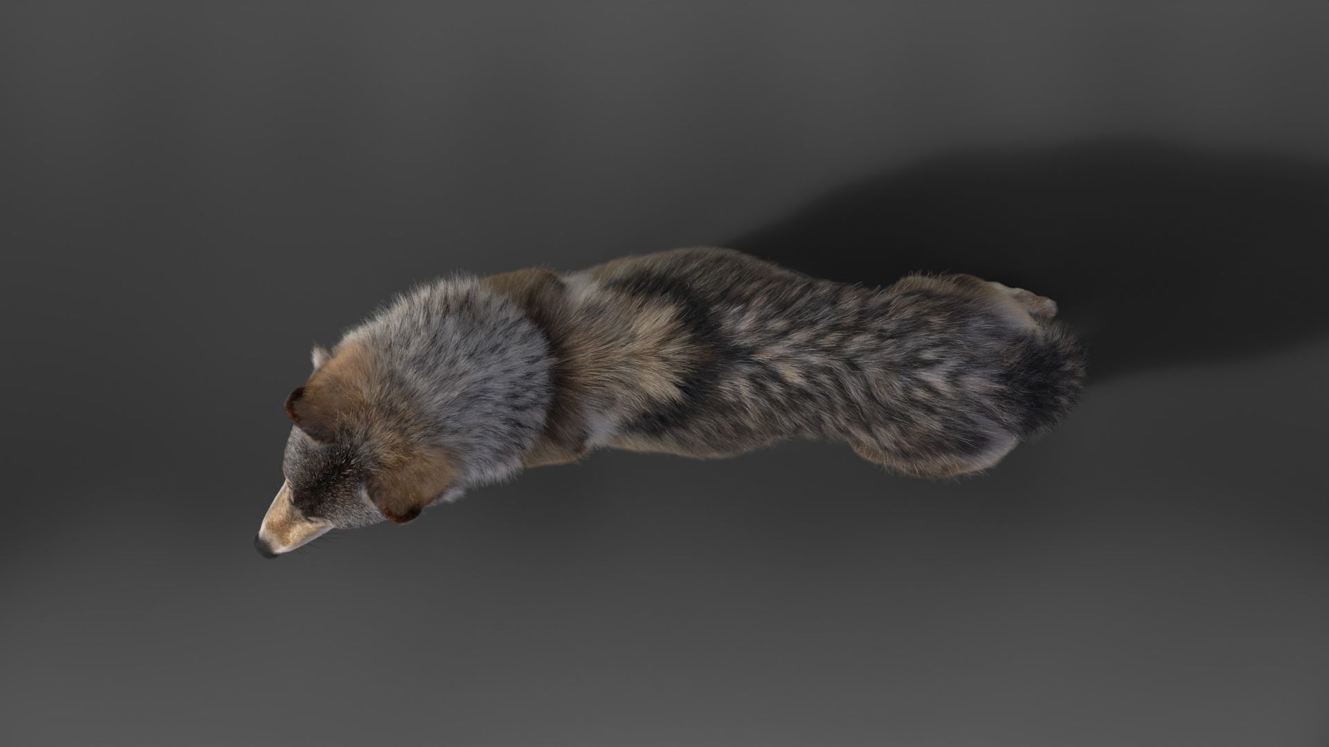 Wolf Animation VFX Grace 3D model_14