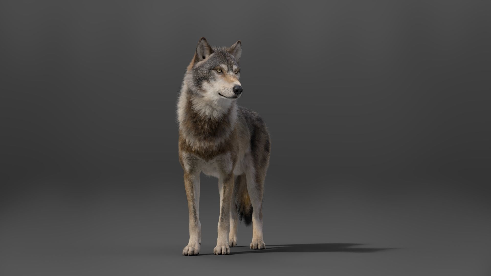 Wolf Animation VFX Grace 3D model_13