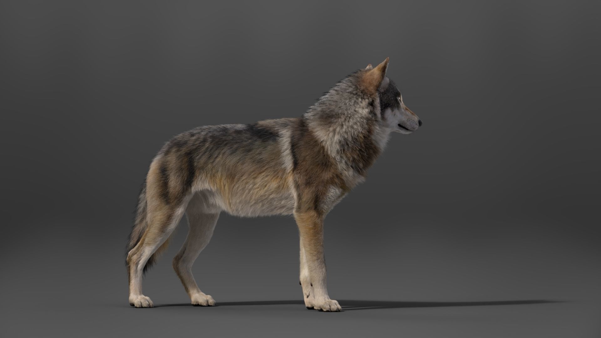 Wolf Animation VFX Grace 3D model_11