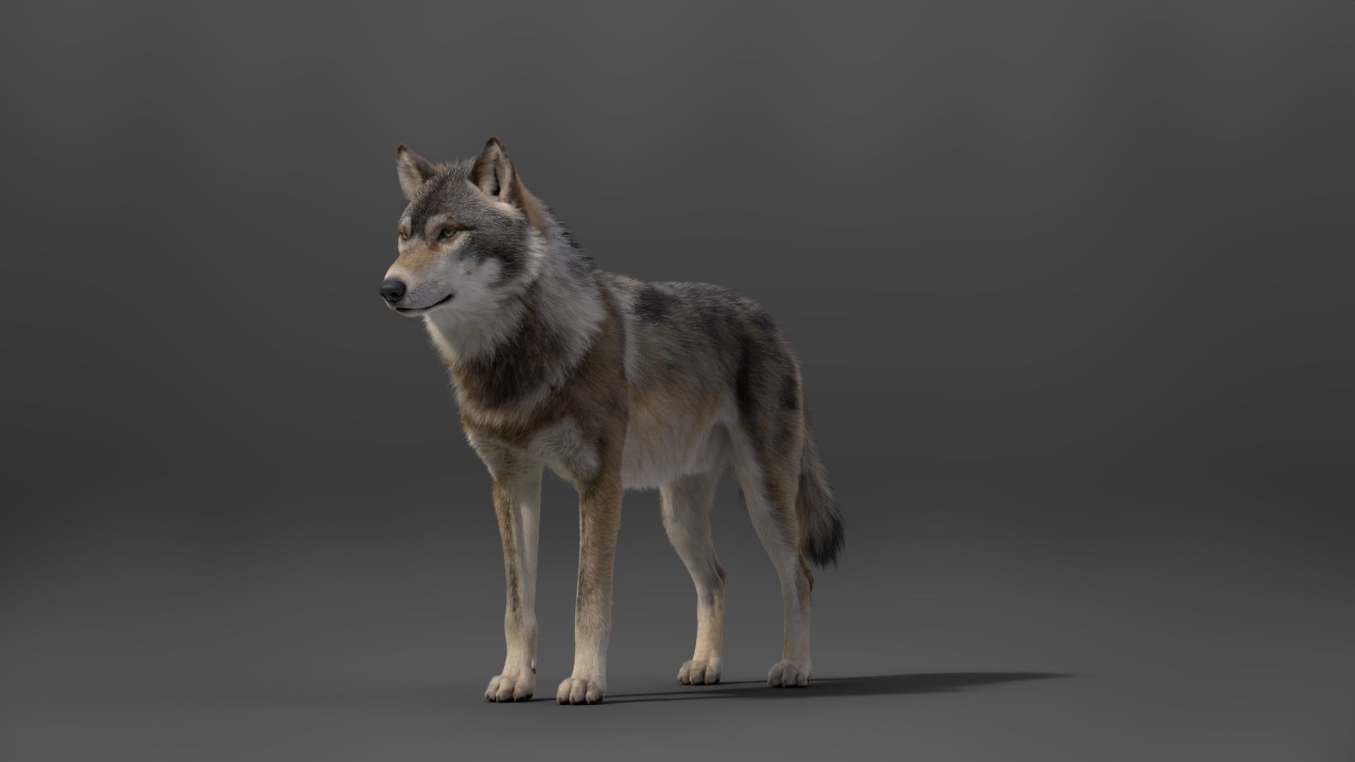 Wolf Animation VFX Grace 3D model_15