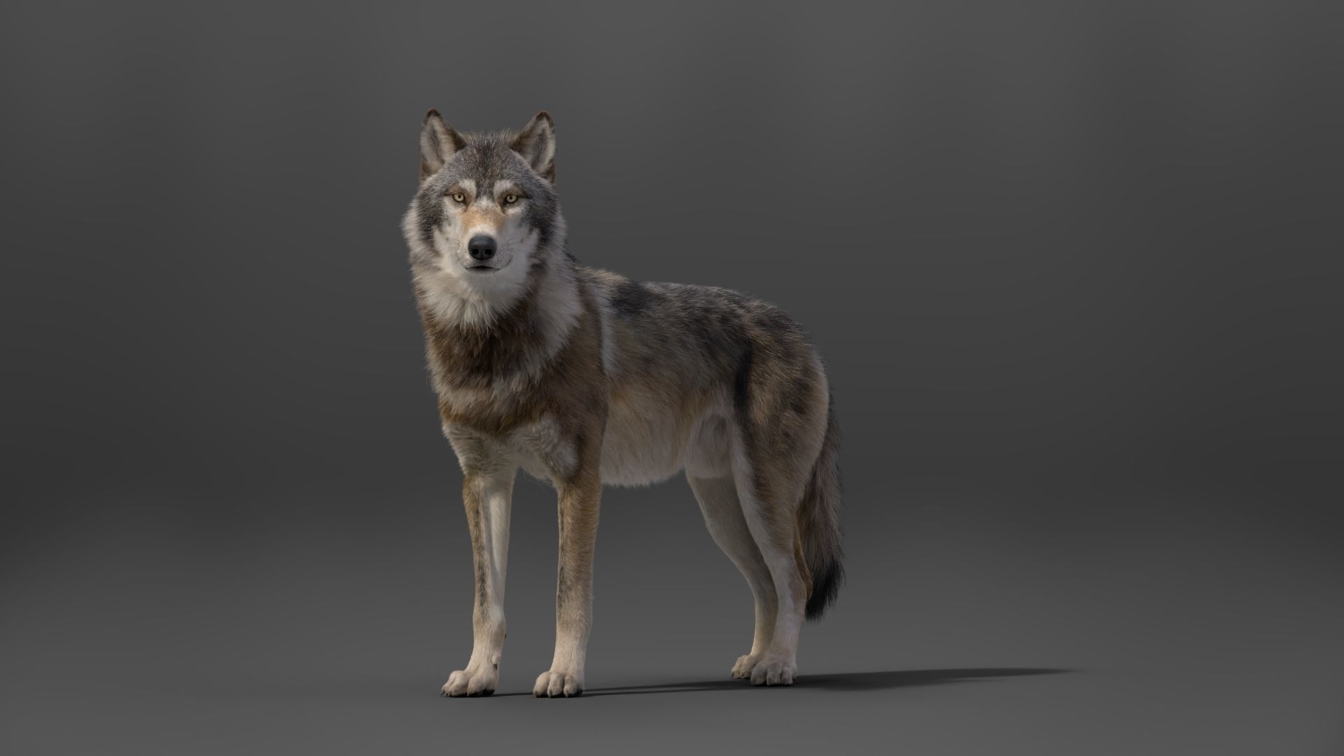 Wolf Animation VFX Grace 3D model_10