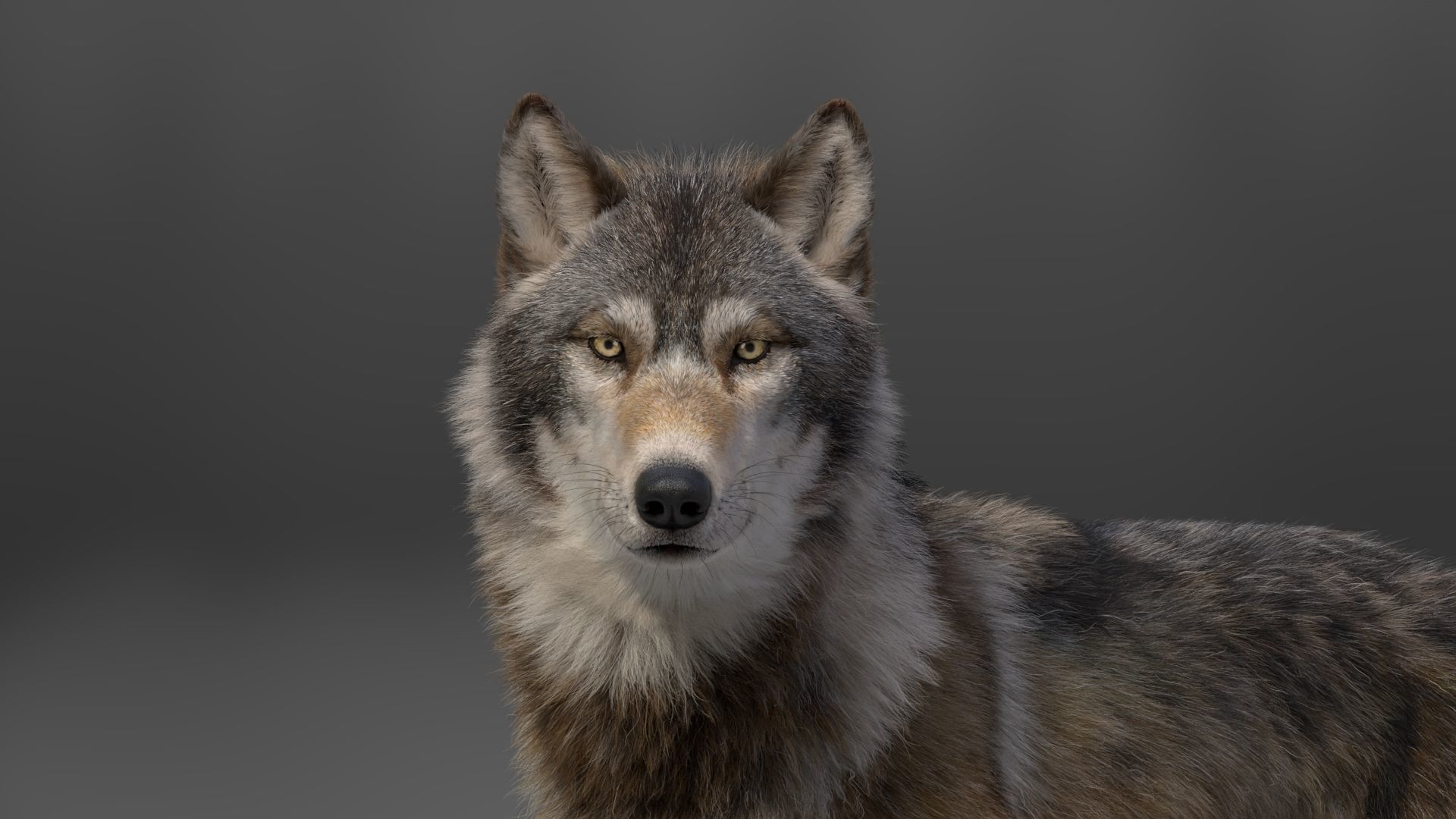Wolf Animation VFX Grace 3D model_16
