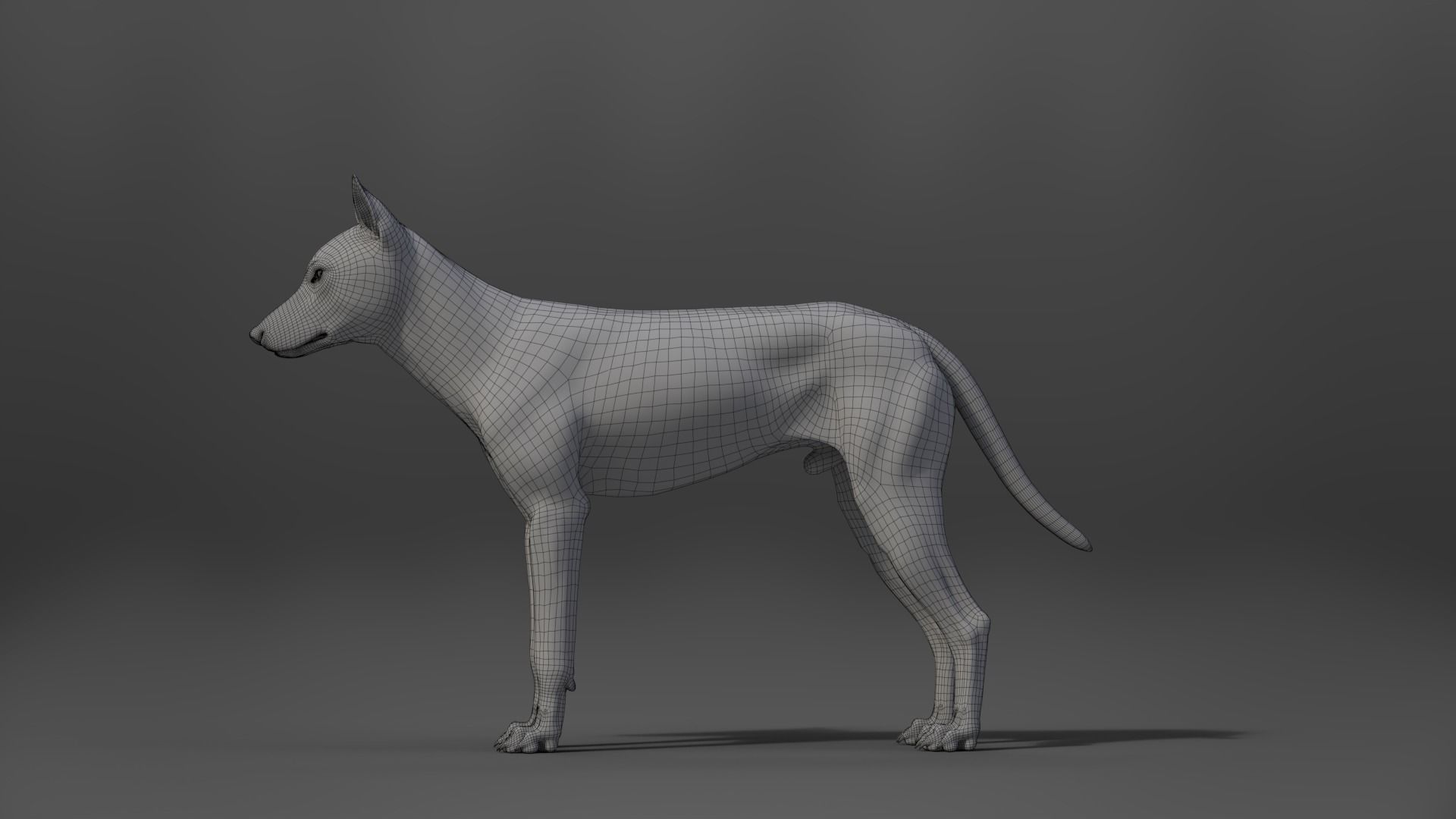 Wolf Animation VFX Grace 3D model_28