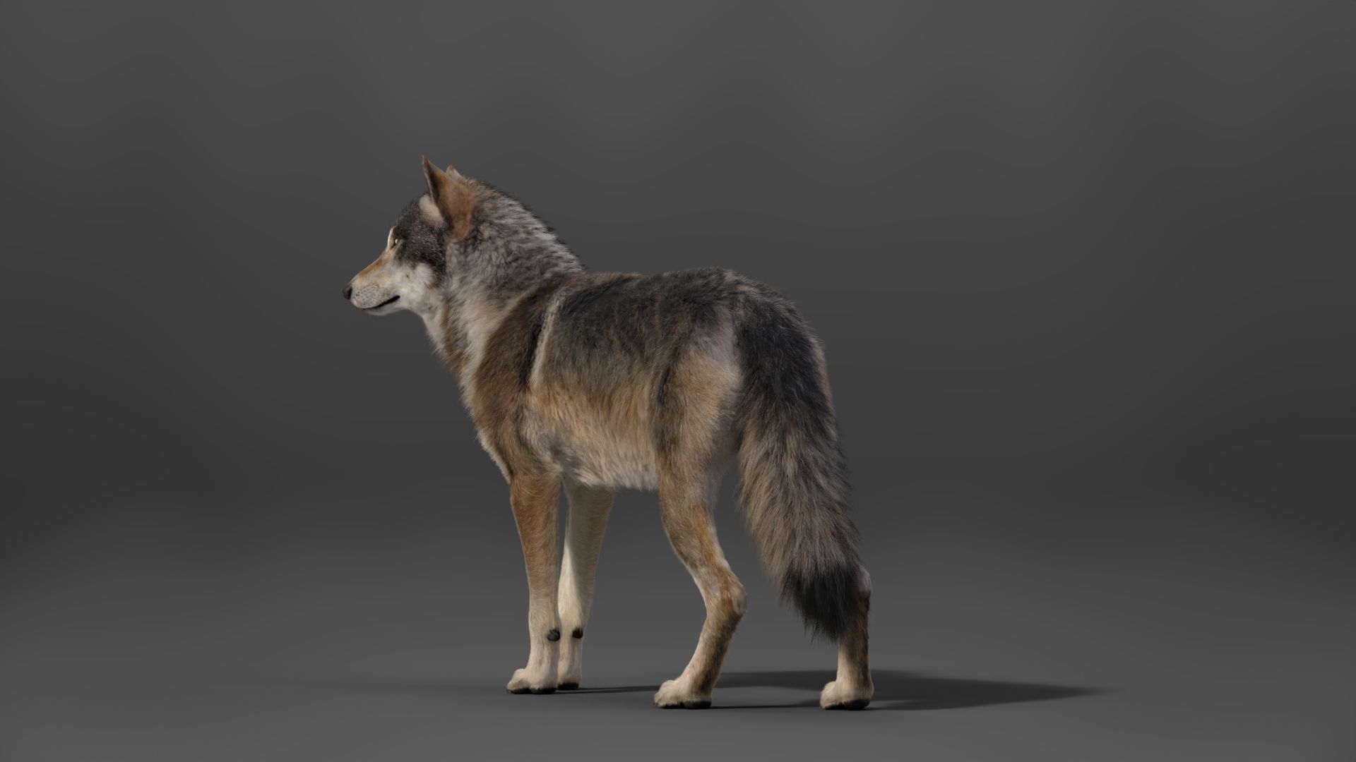 Wolf Animation VFX Grace 3D model_12