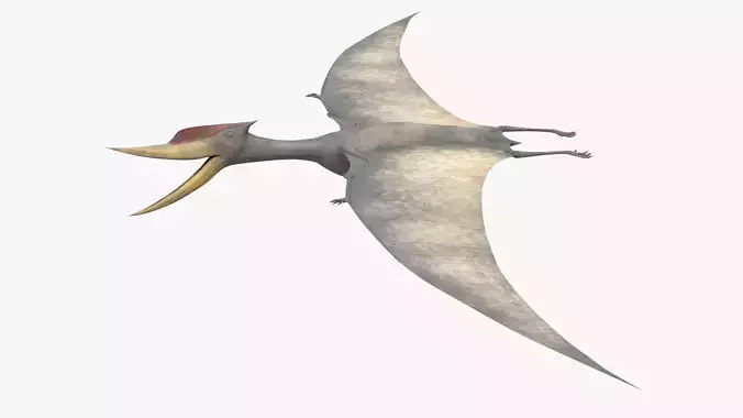 8K Realistic Pterodactyl Low-poly 3D model