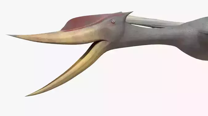 Realistic Pterodactyl Low-poly 3D model