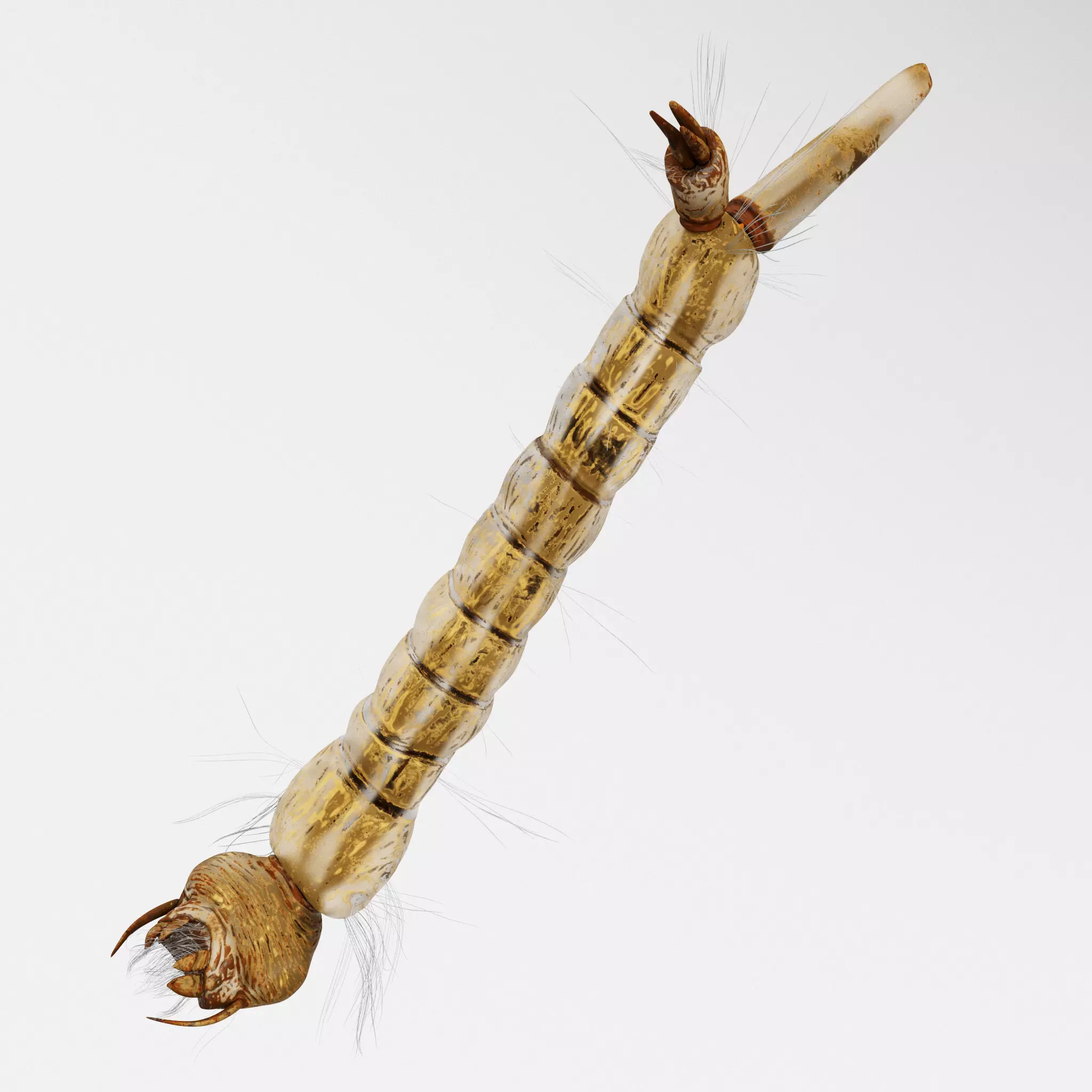 Mosquito larvae 3D model_0