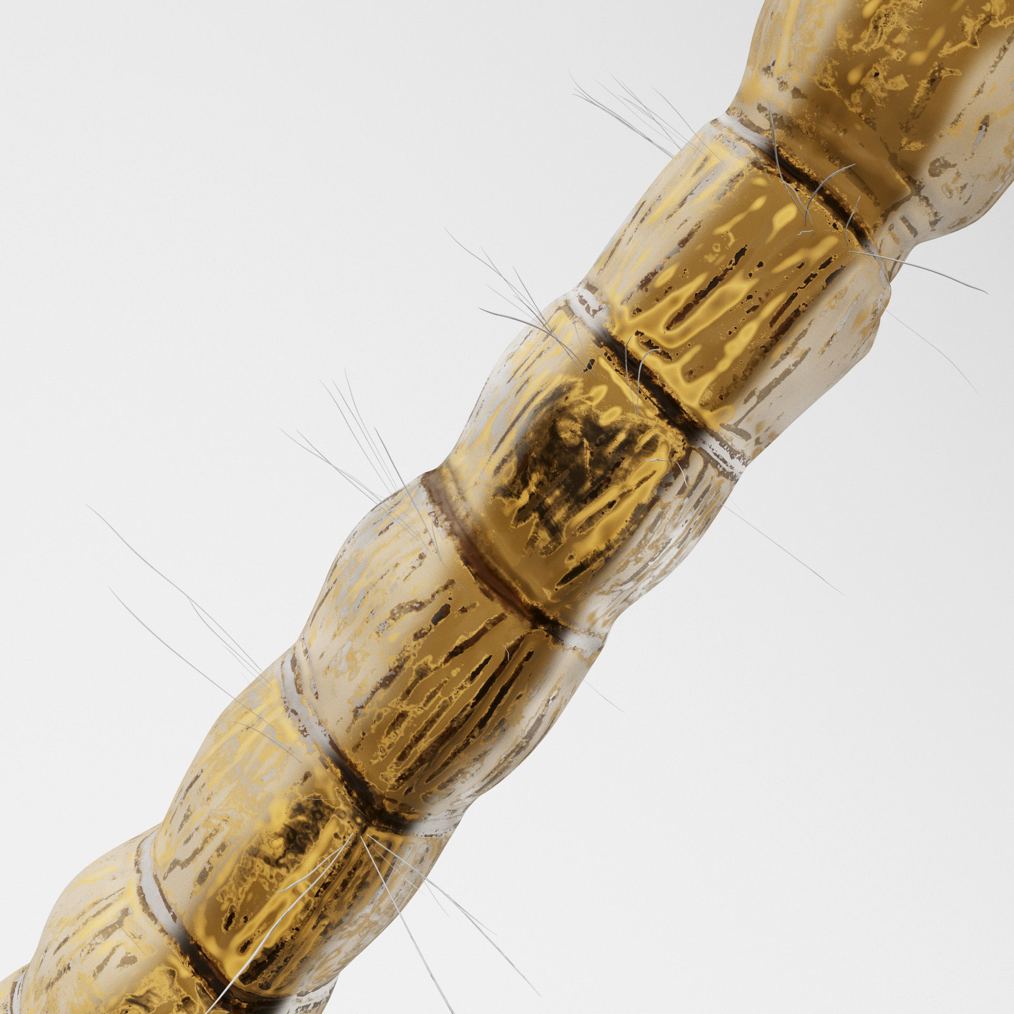 Mosquito larvae 3D model_3