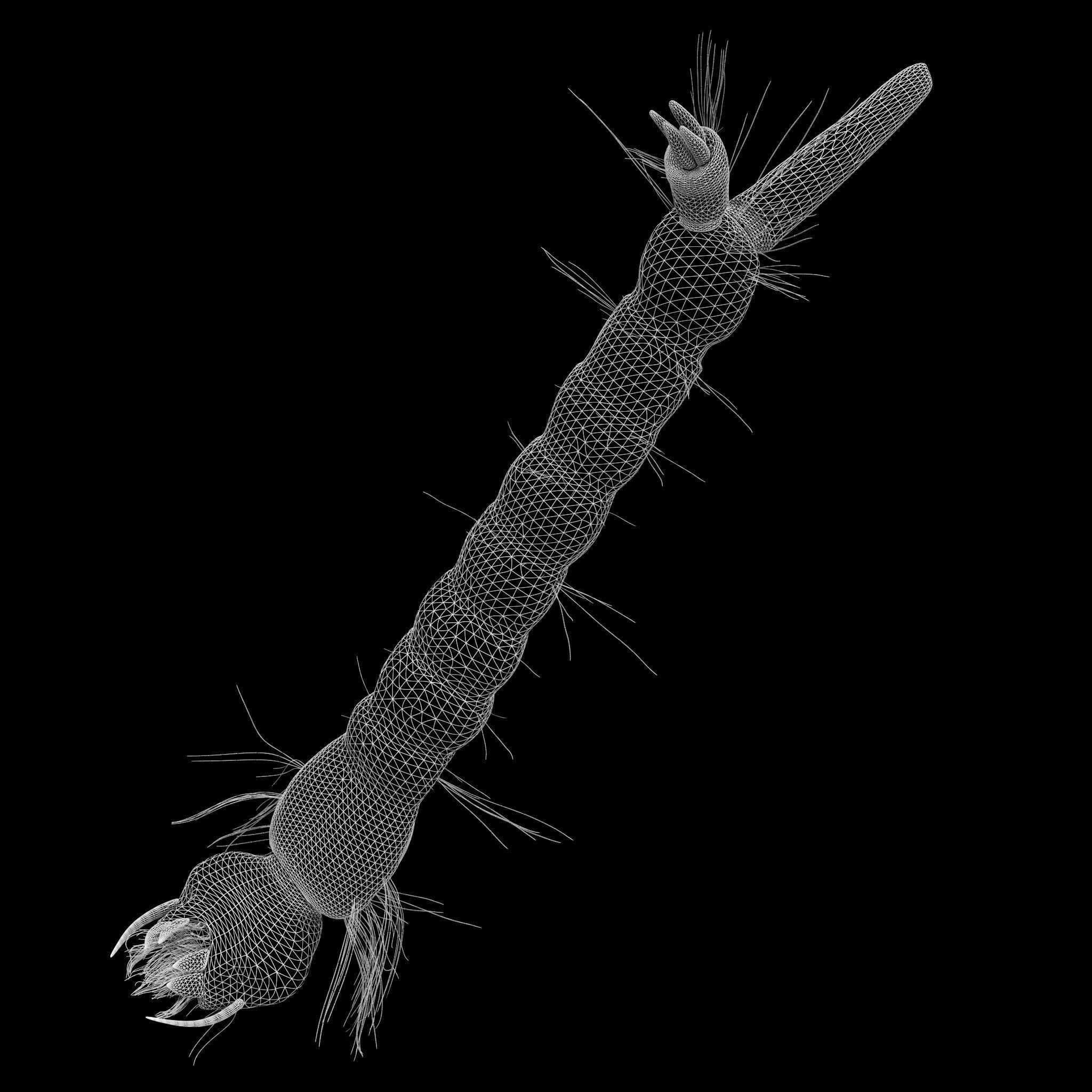 Mosquito larvae 3D model_9