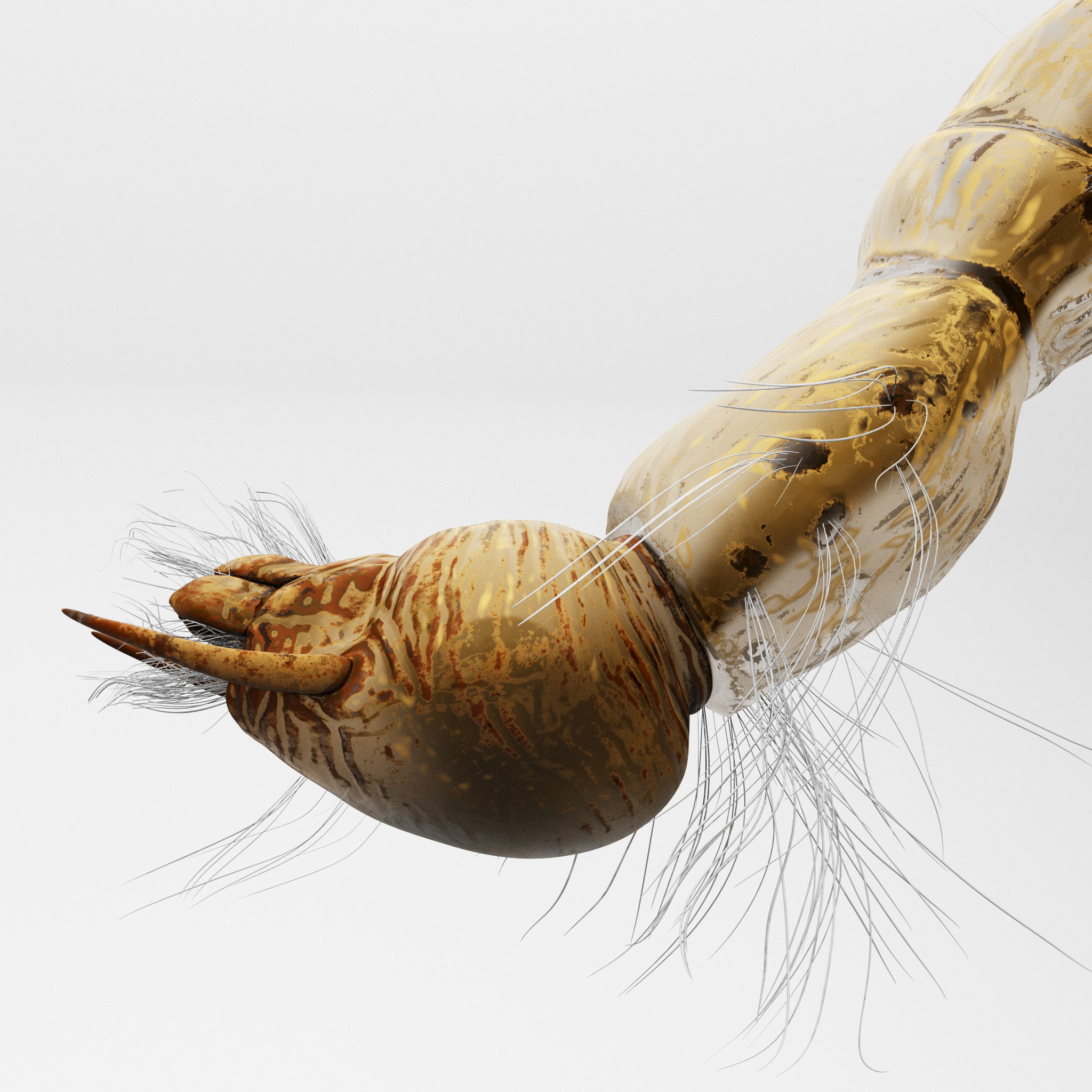 Mosquito larvae 3D model_2