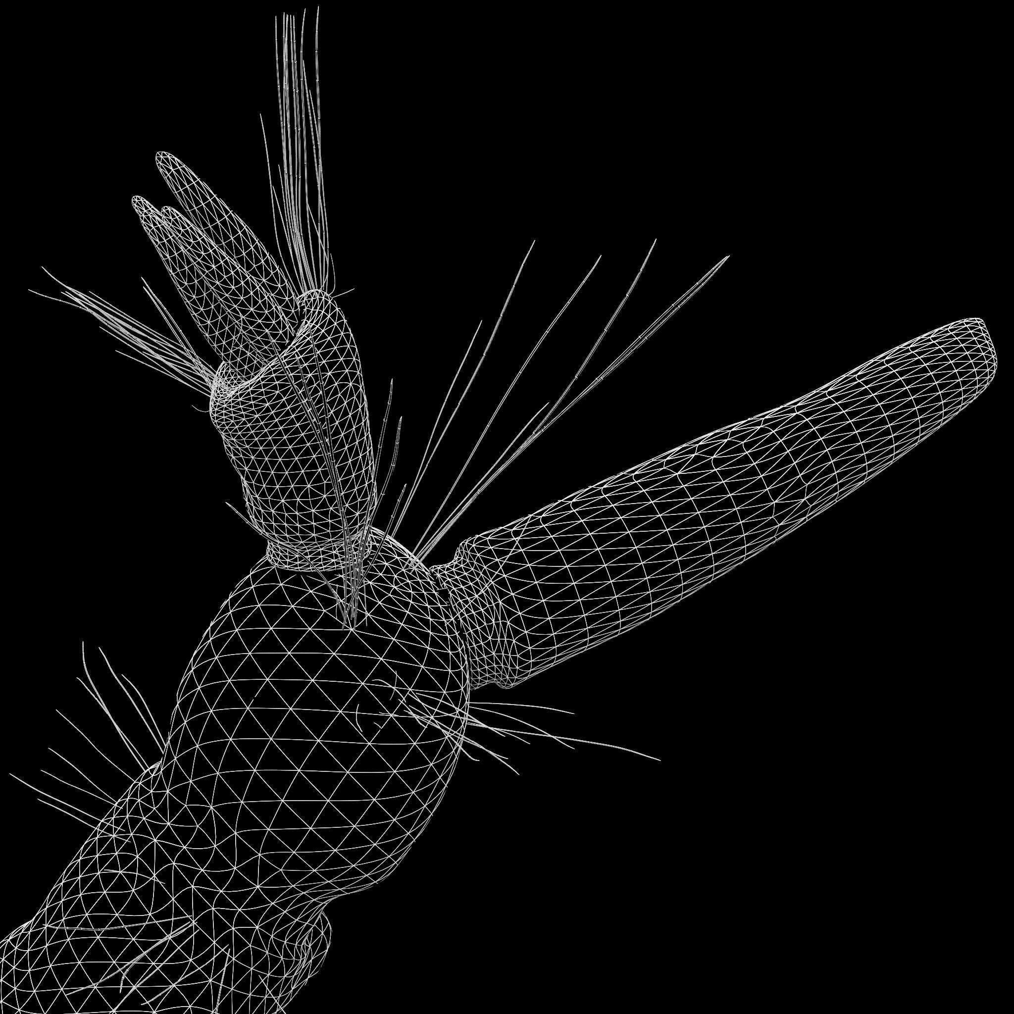 Mosquito larvae 3D model_8