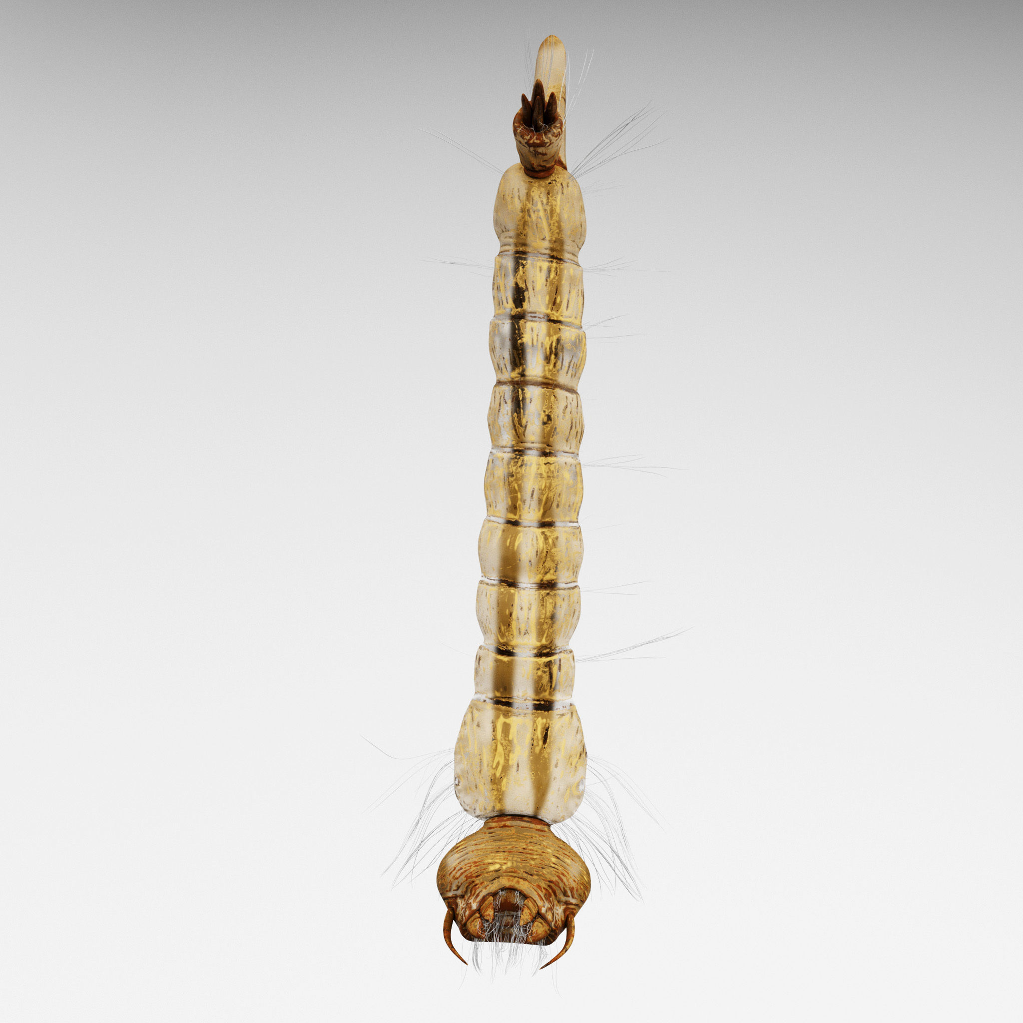 Mosquito larvae 3D model_1