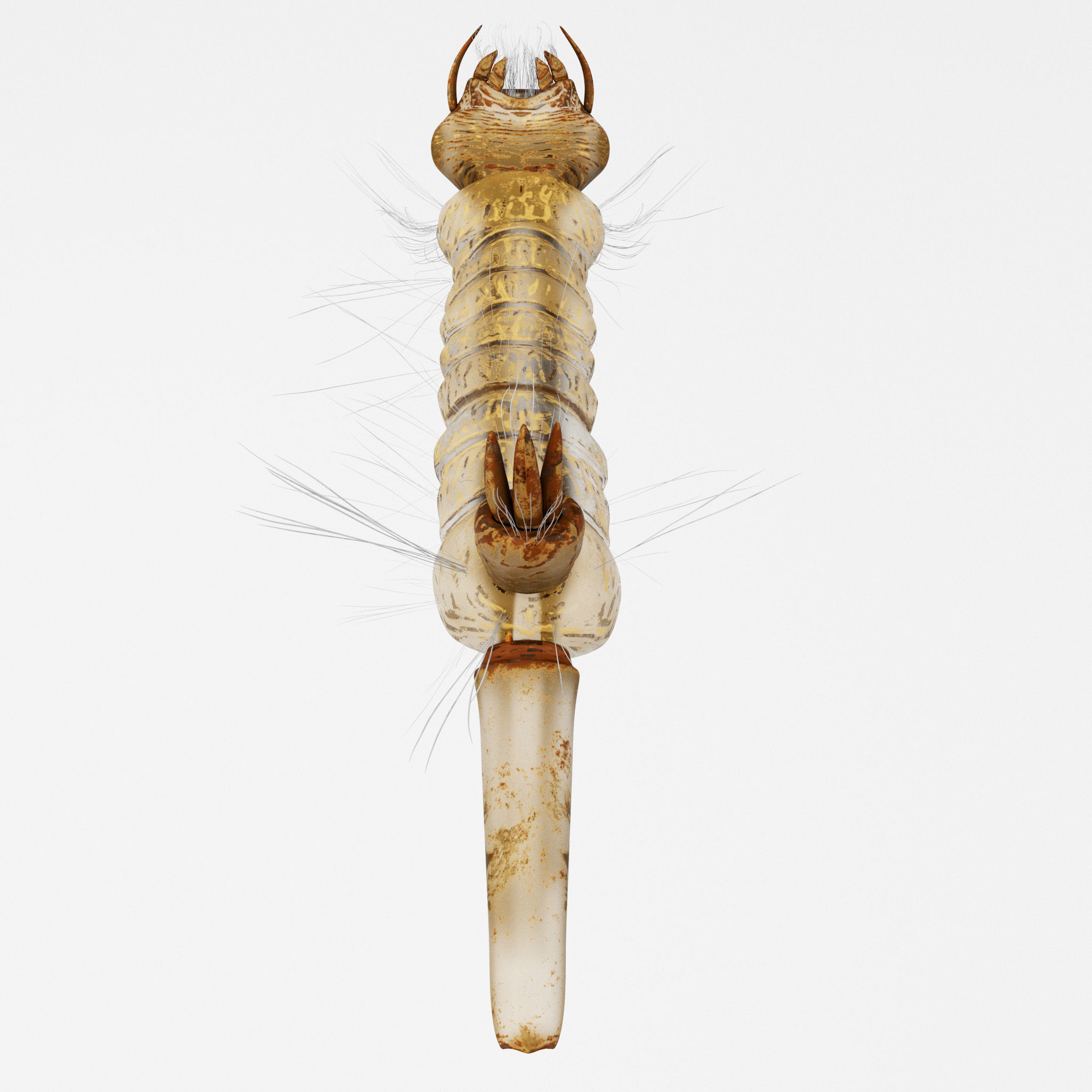 Mosquito larvae 3D model_6