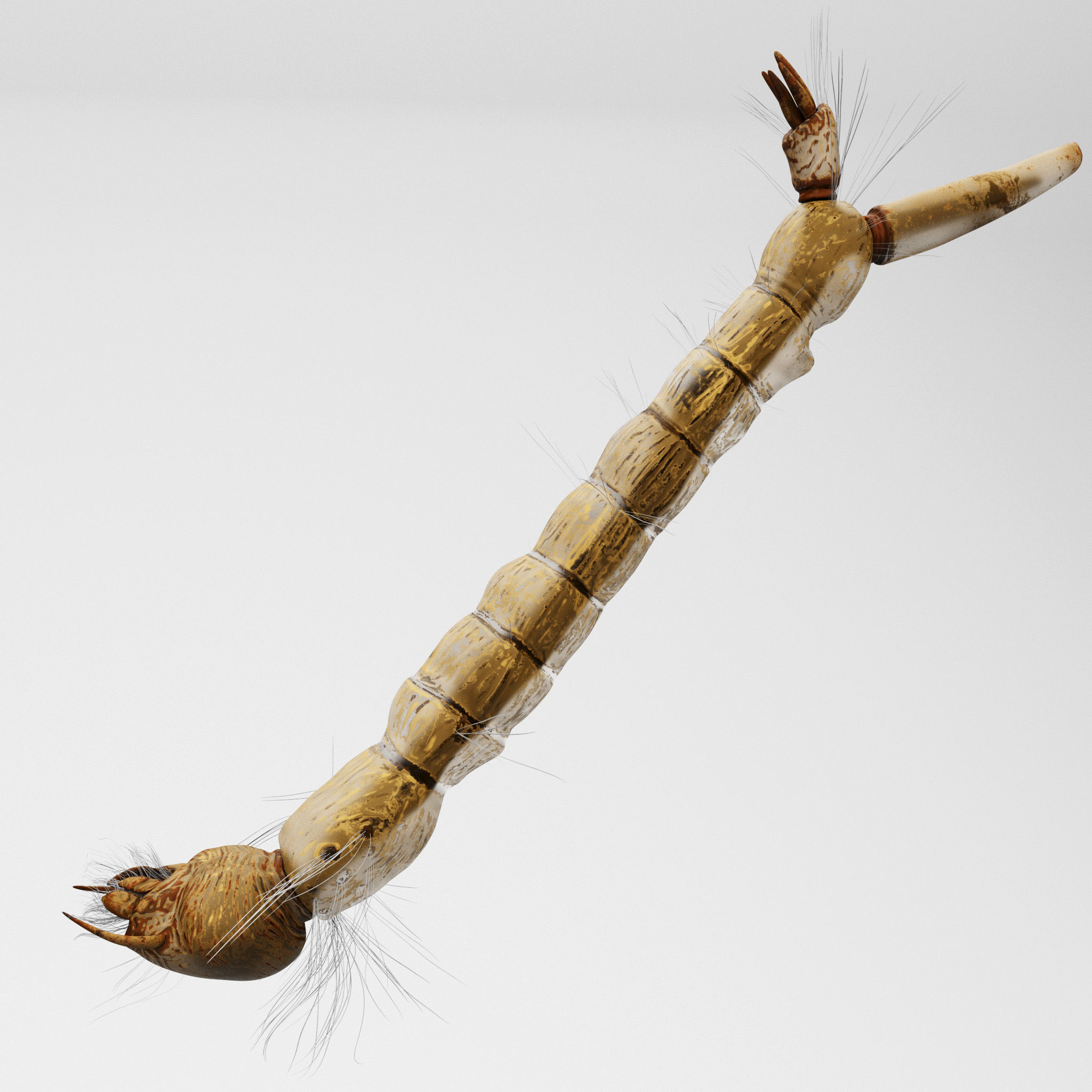 Mosquito larvae 3D model_5