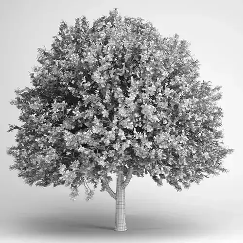 American Elm 17