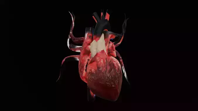 Heart internal with real texture 3D model